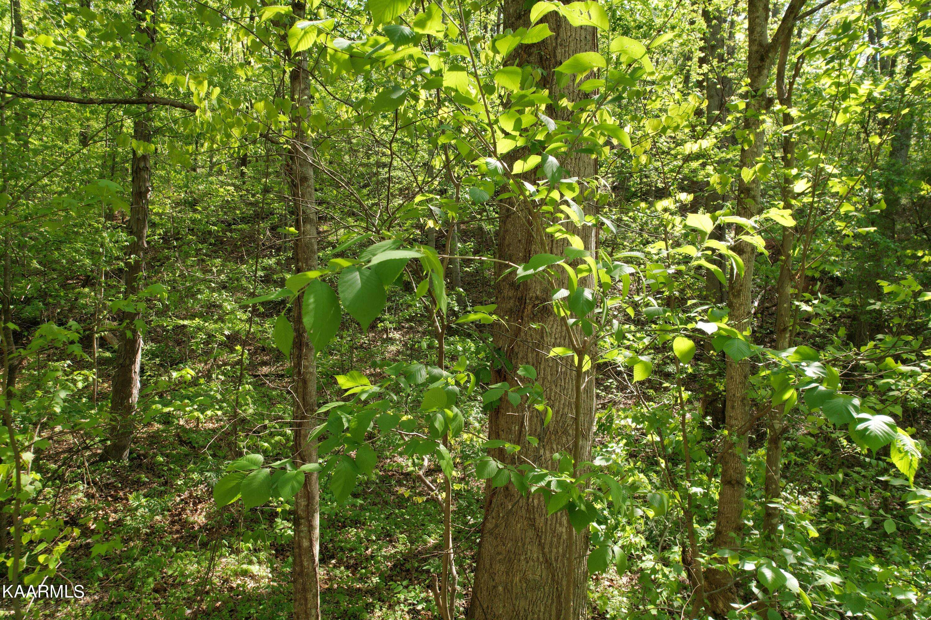 Sevierville, TN 37862,Spotted Fawn WAY