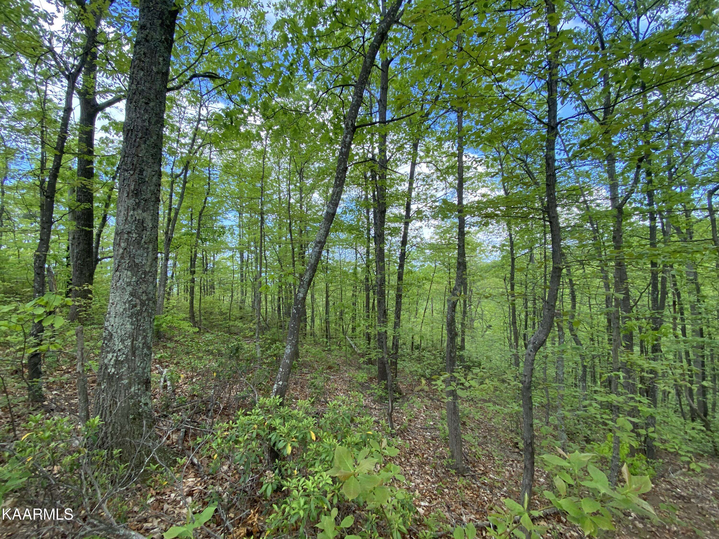 Sevierville, TN 37876,Lot 42 High St