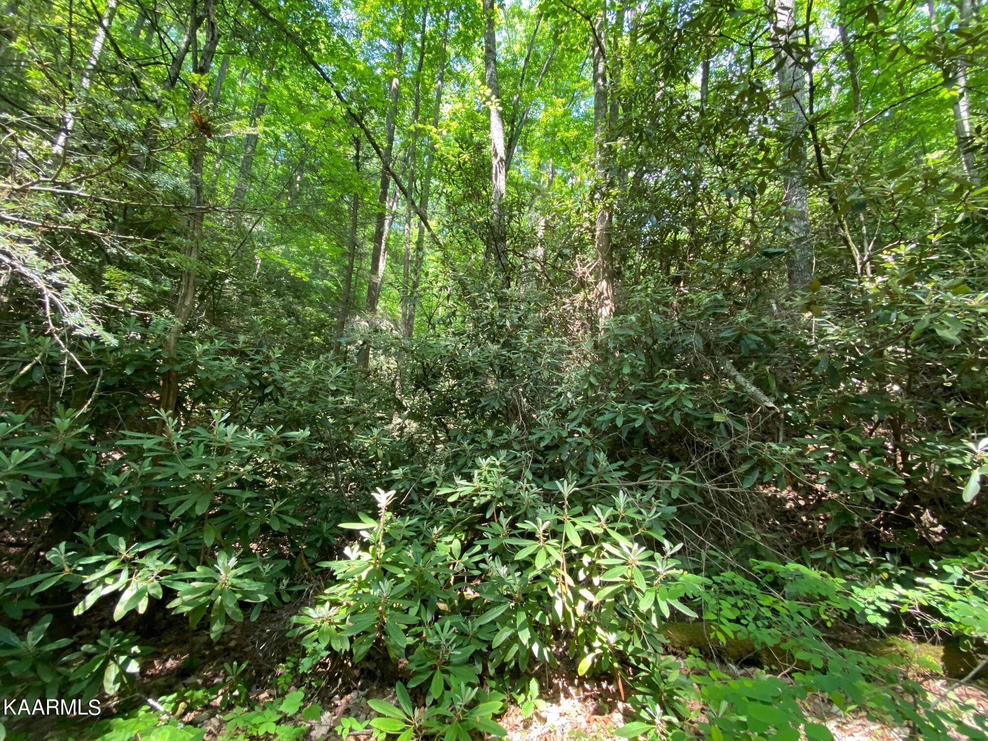 Sevierville, TN 37876,Lot 54 Sycamore St