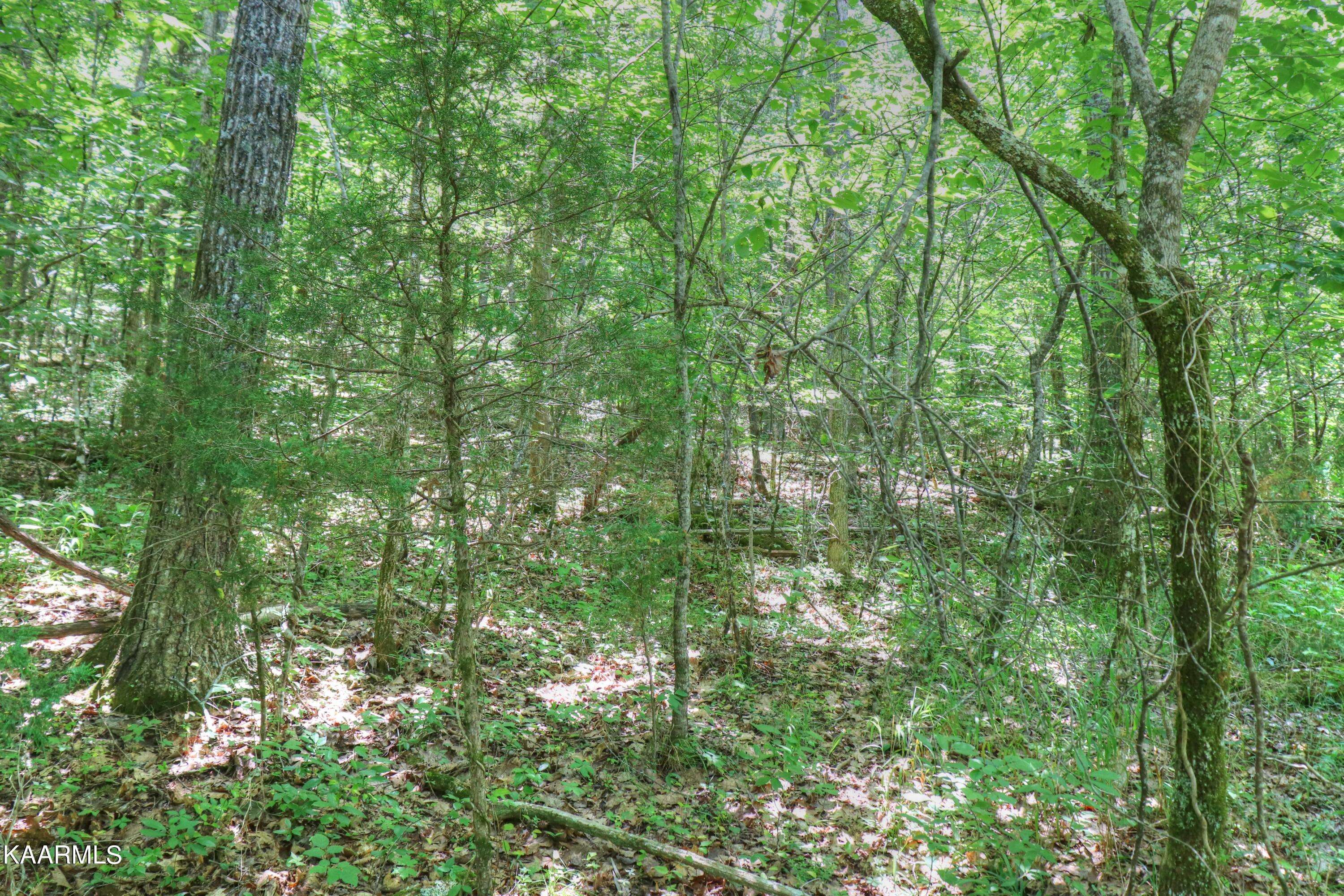 Tazewell, TN 37879,Lot 113 Eagles Ridge