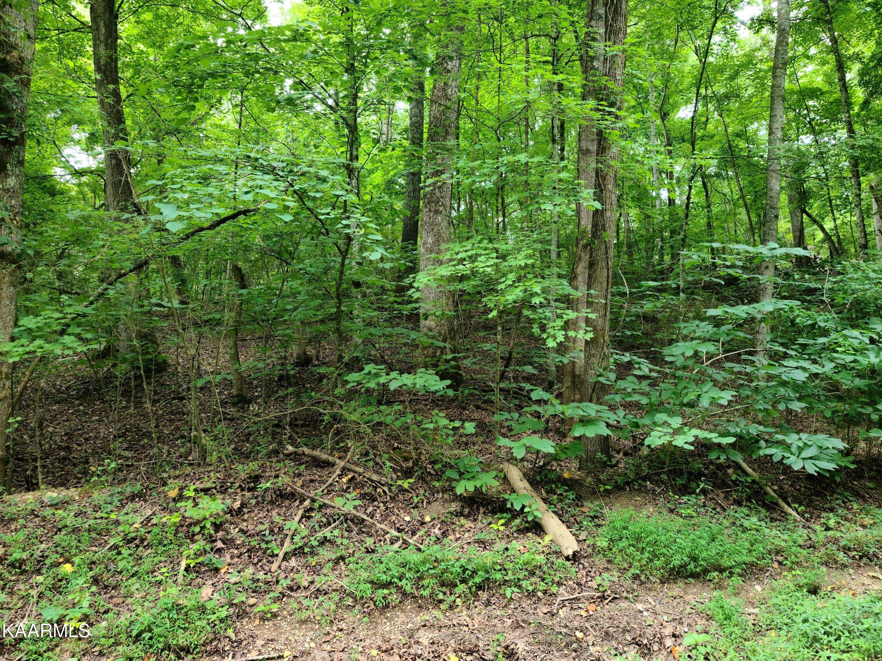 Kingston, TN 37763,Lot 54 Shady Shore LN