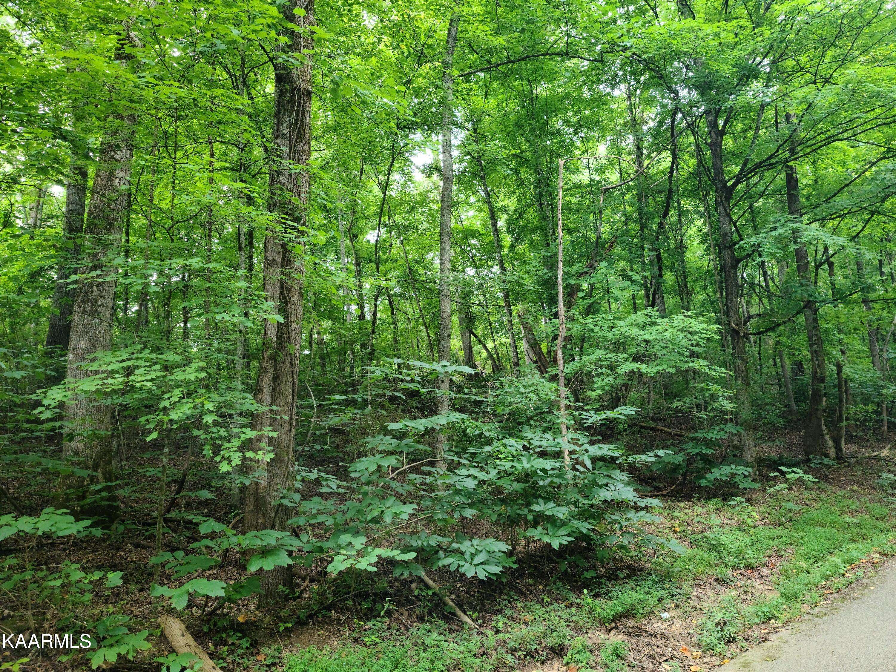 Kingston, TN 37763,Lot 54 Shady Shore LN