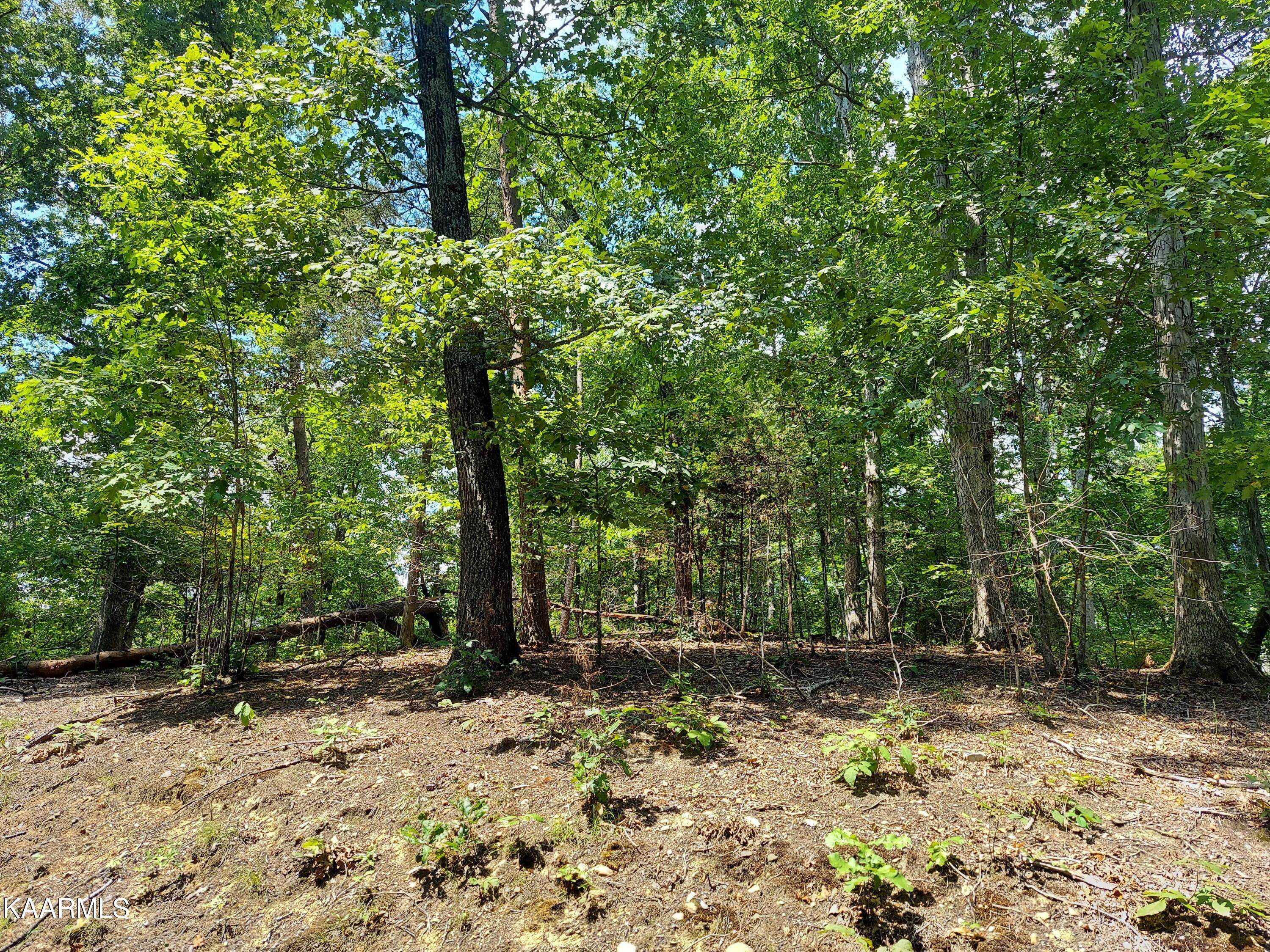 Baneberry, TN 37890,Lot 875 Tyler Court