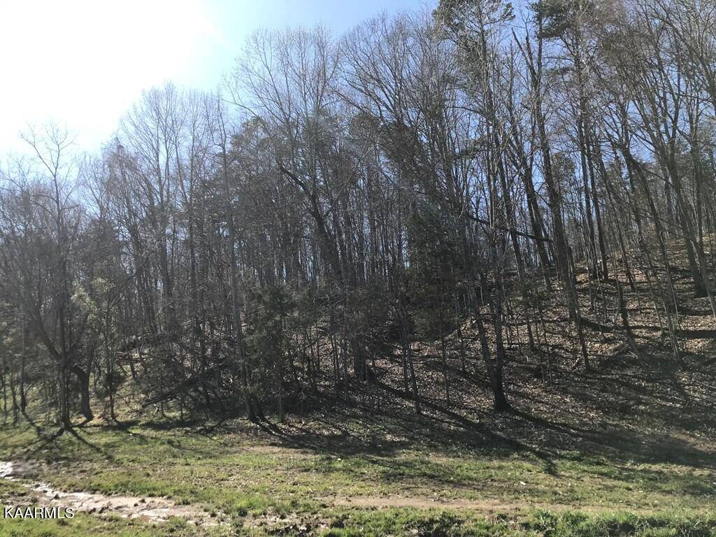 Rutledge, TN 37861,Bull Hollow Rd