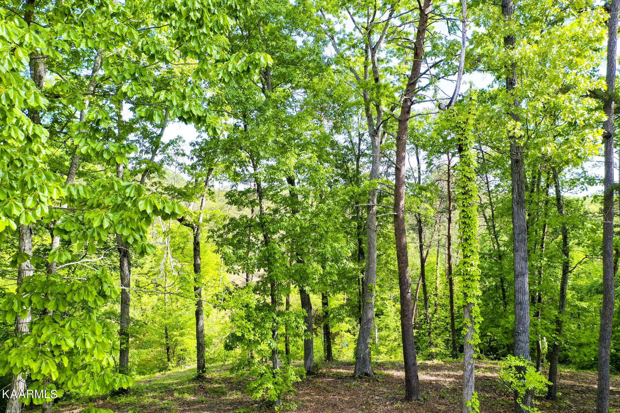 Dandridge, TN 37725,Lot 23R Sandy Ridge Rd