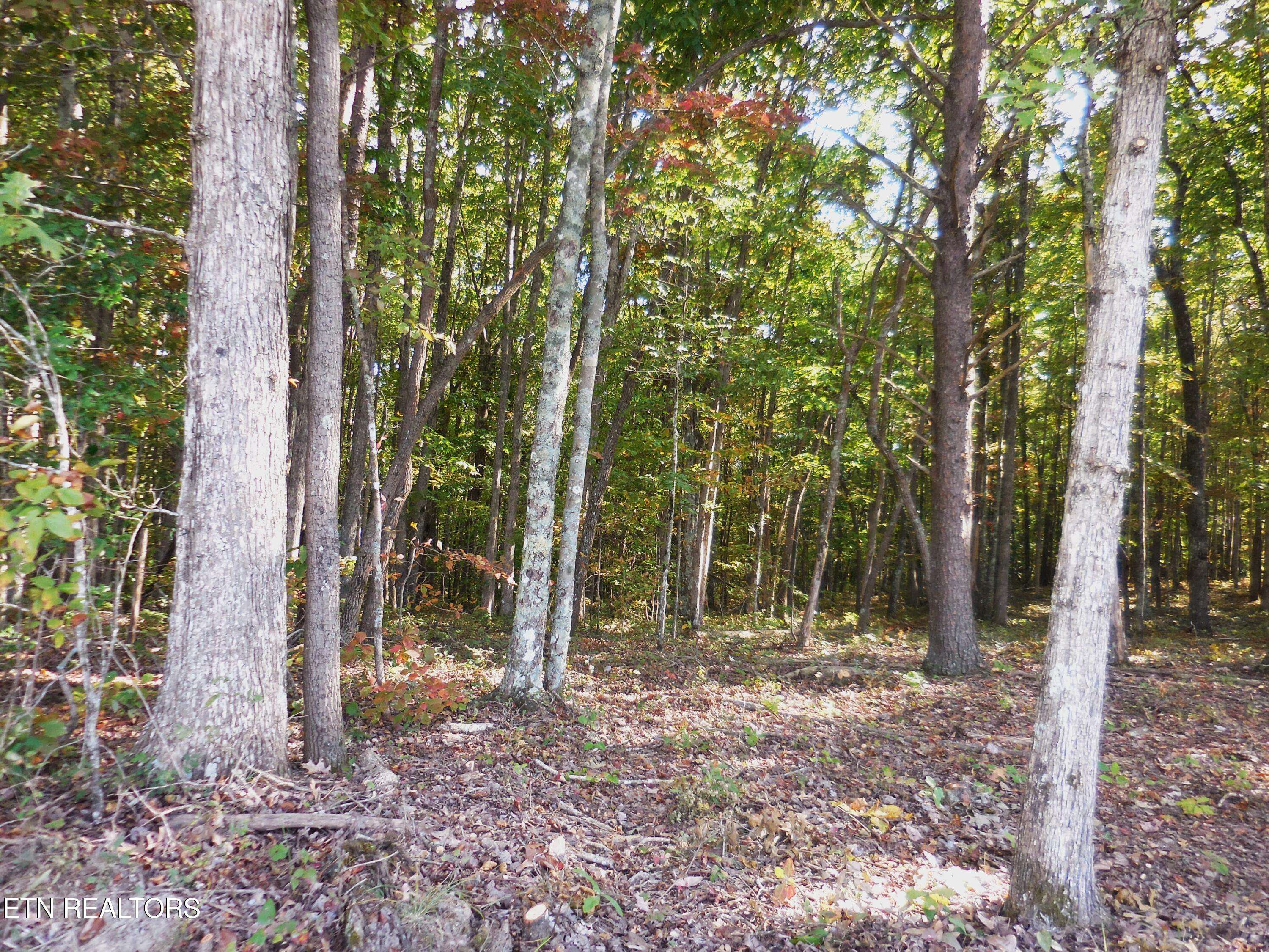 Crossville, TN 38572,Lot 29 Grapevine Rd