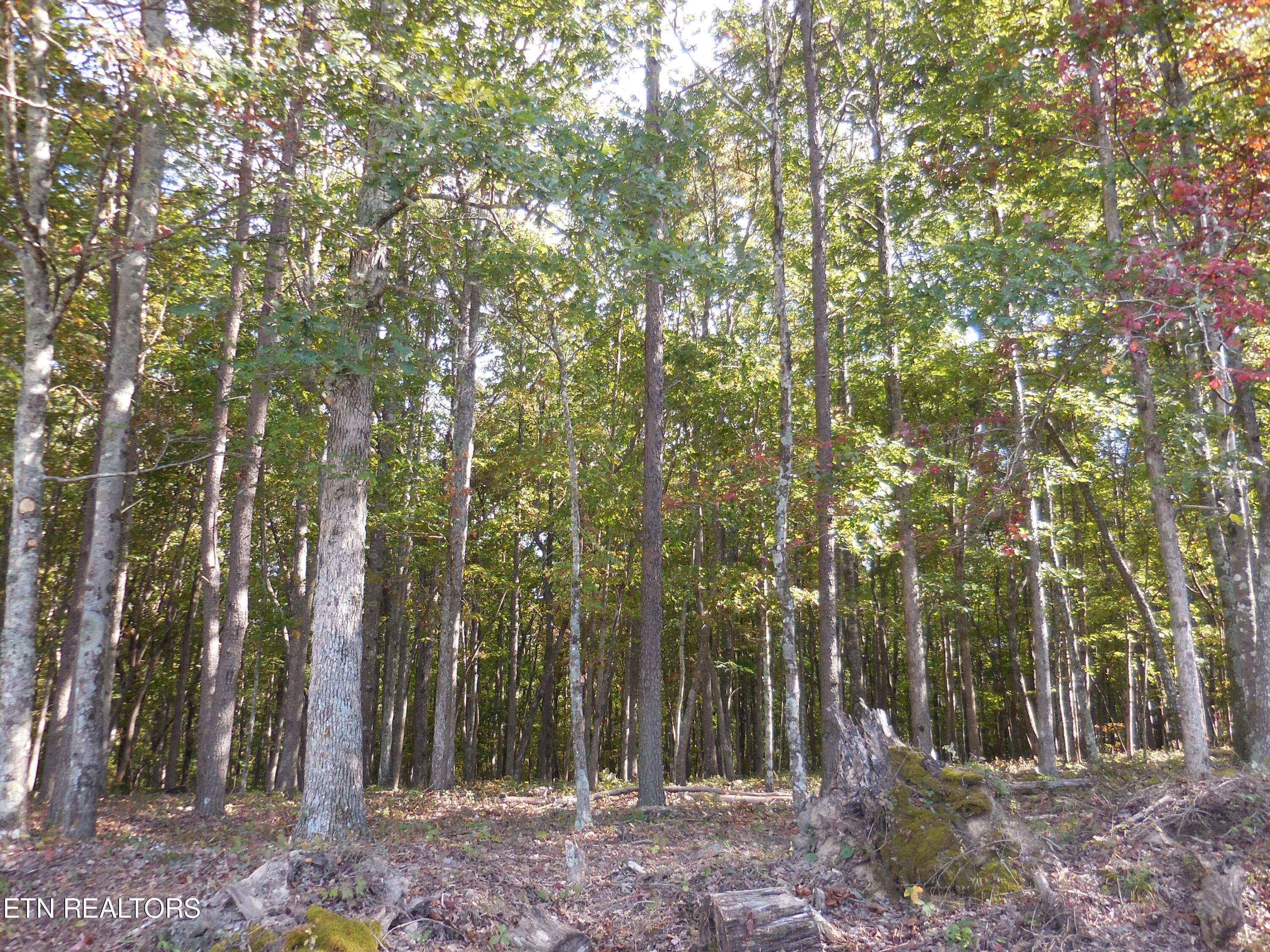 Crossville, TN 38572,Lot 29 Grapevine Rd