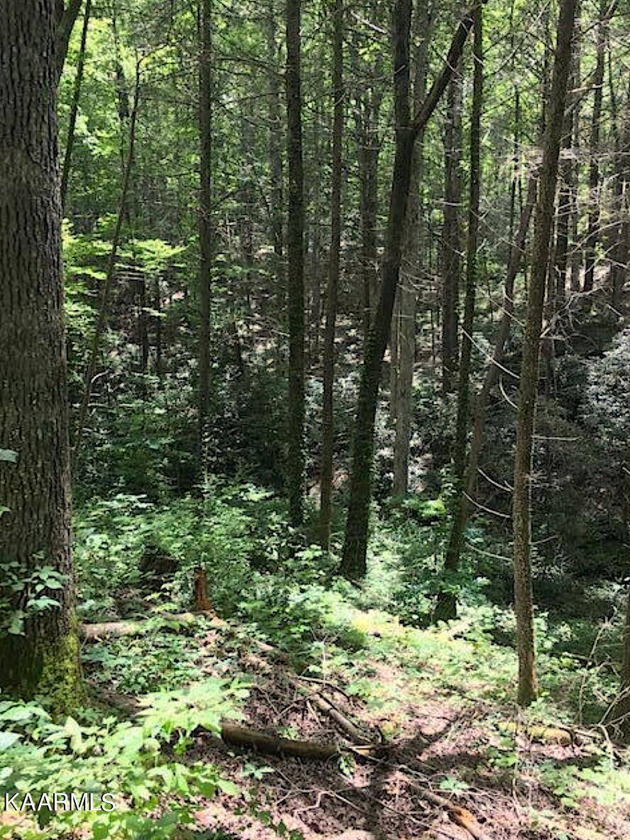 Tellico Plains, TN 37385,Wilson Rd