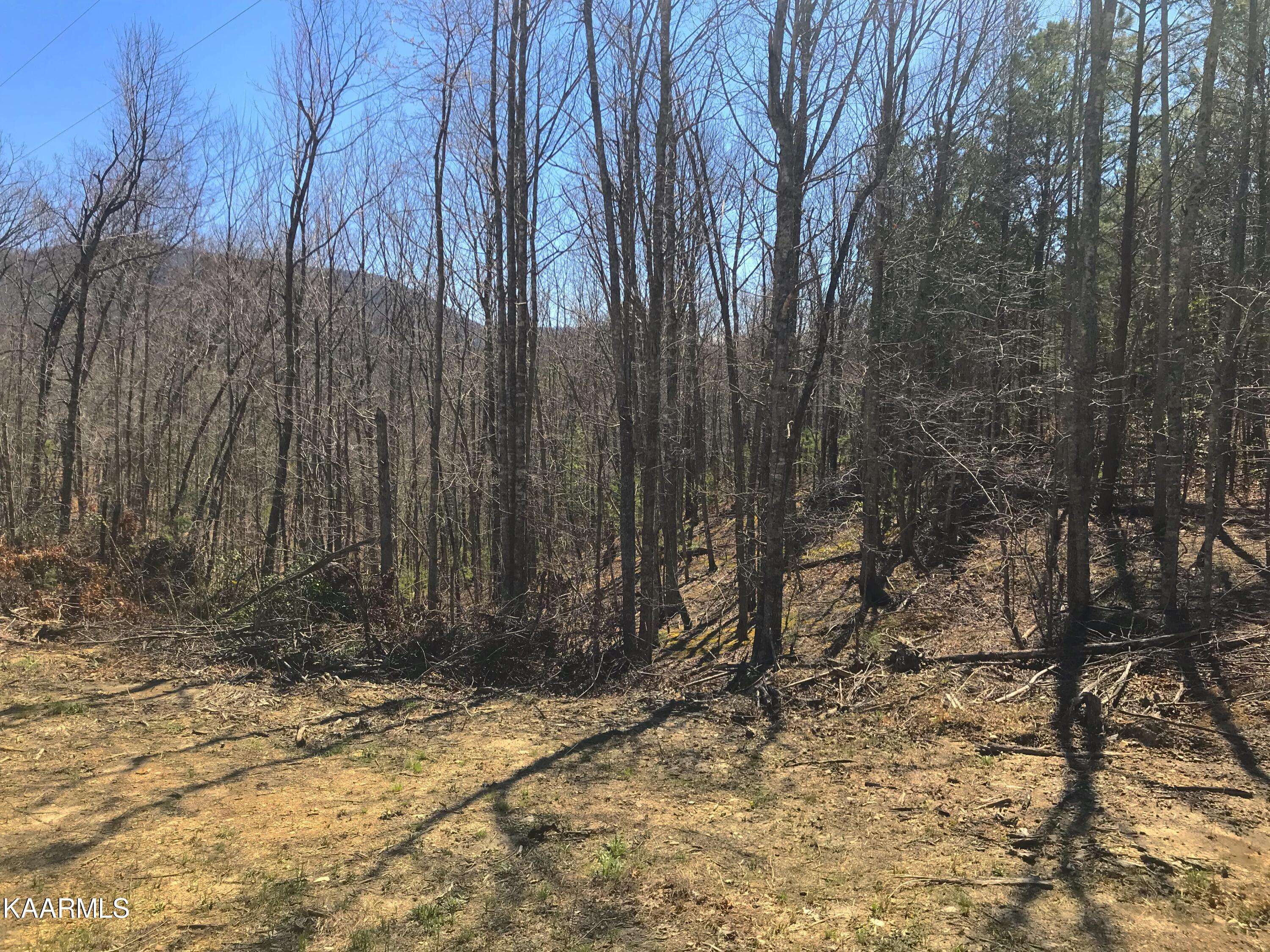 Tellico Plains, TN 37385,460 Smithfield Rd