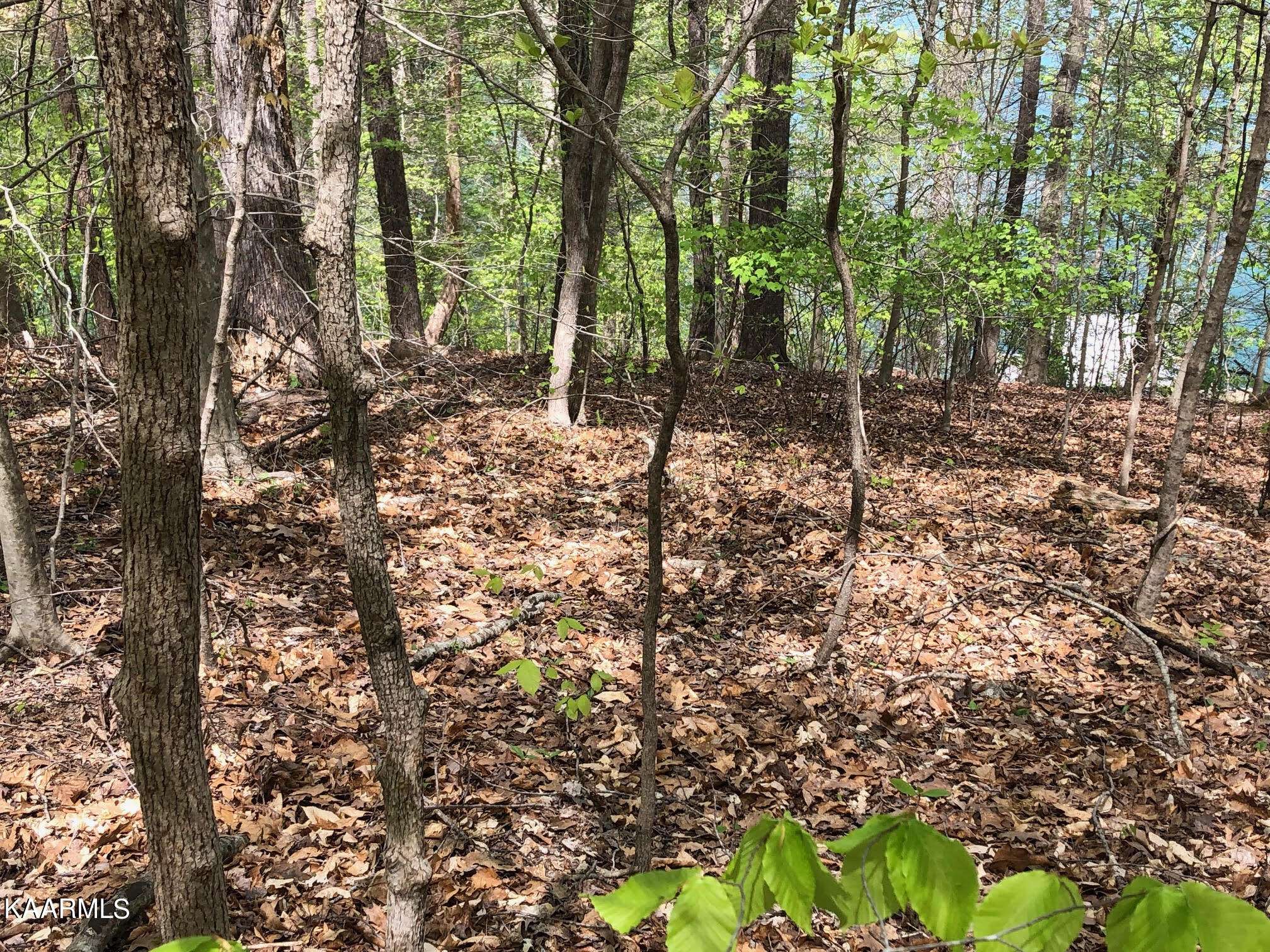 Caryville, TN 37714,Lot 51 S Shorewood LN