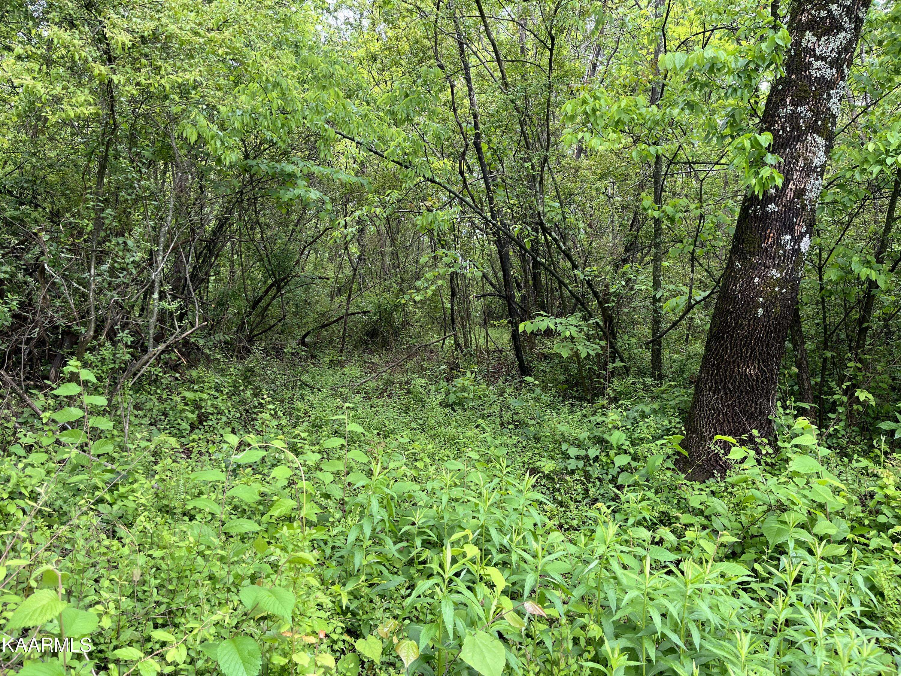 Dayton, TN 37321,Lot 42 Black Oak Estates Rd