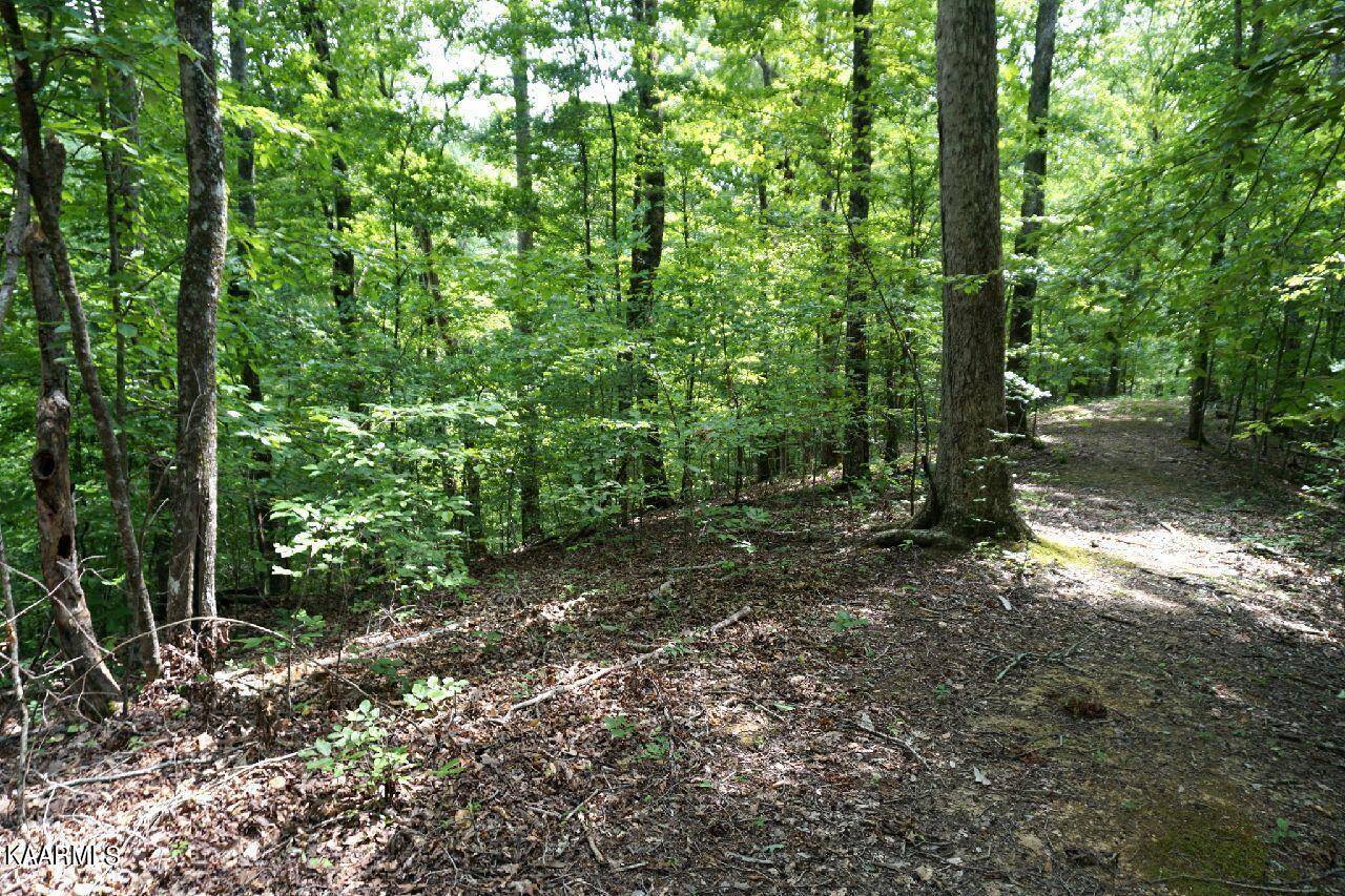 Baneberry, TN 37890,Lot 732 Mossy Hollow Rd