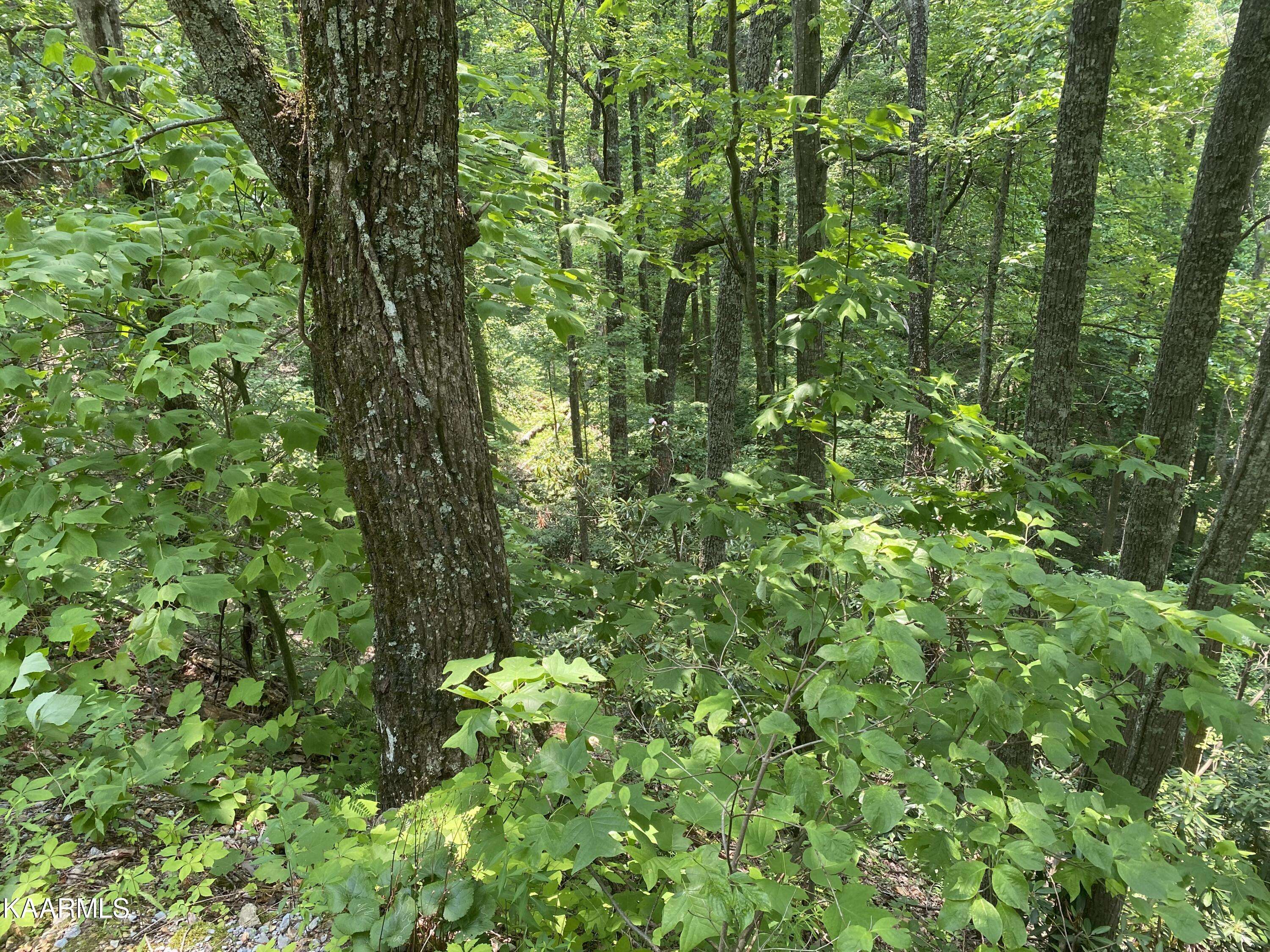 Sevierville, TN 37876,Lot 1 John Sevier DR