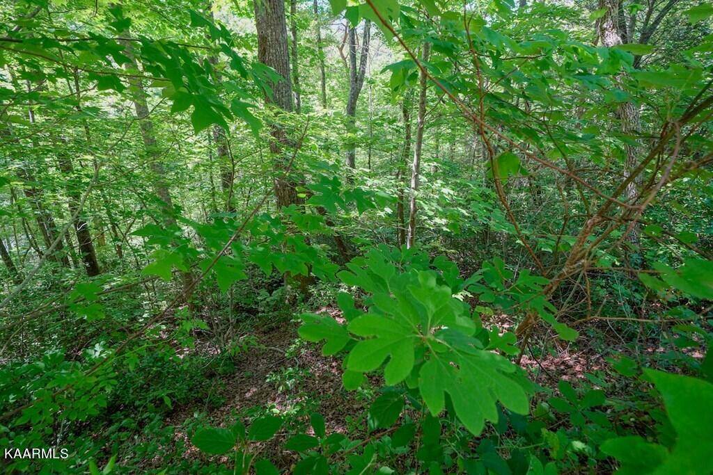 Gatlinburg, TN 37738,Lot 34 Ownby CIR