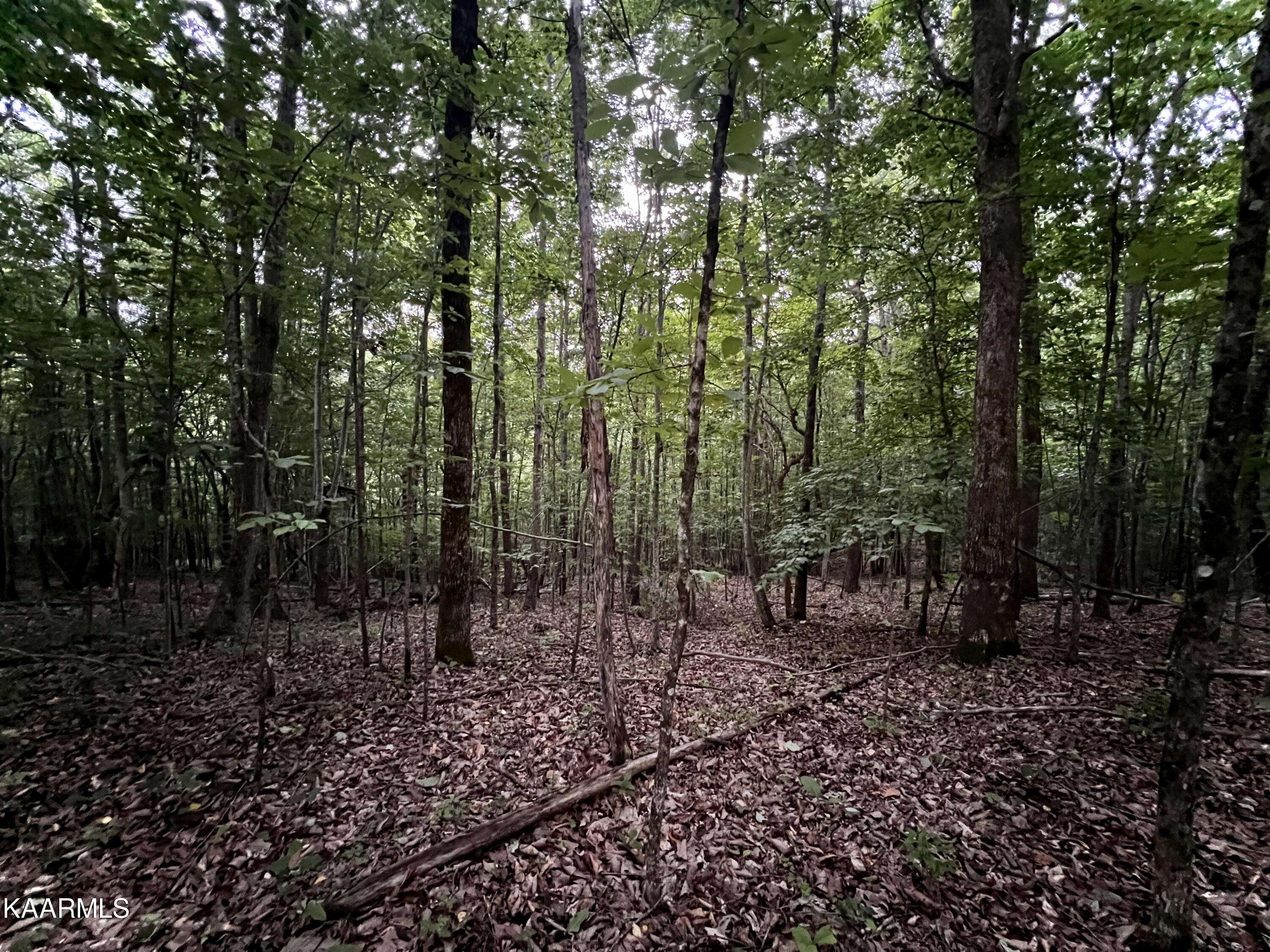 New Tazewell, TN 37825,Lot # 149 Whistle Valley Rd