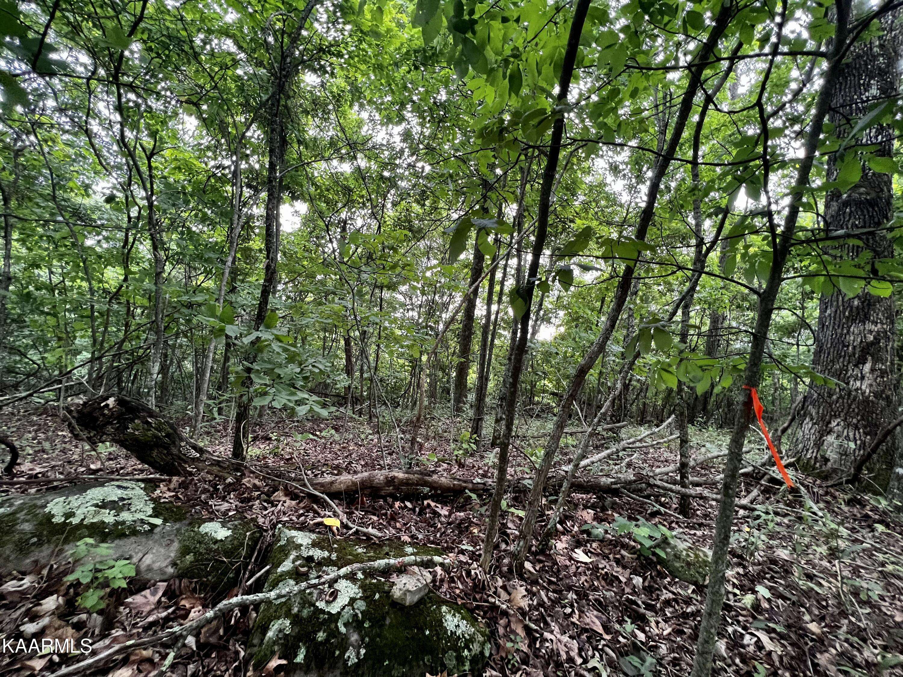 New Tazewell, TN 37825,Lot #212 Clinch View Rd