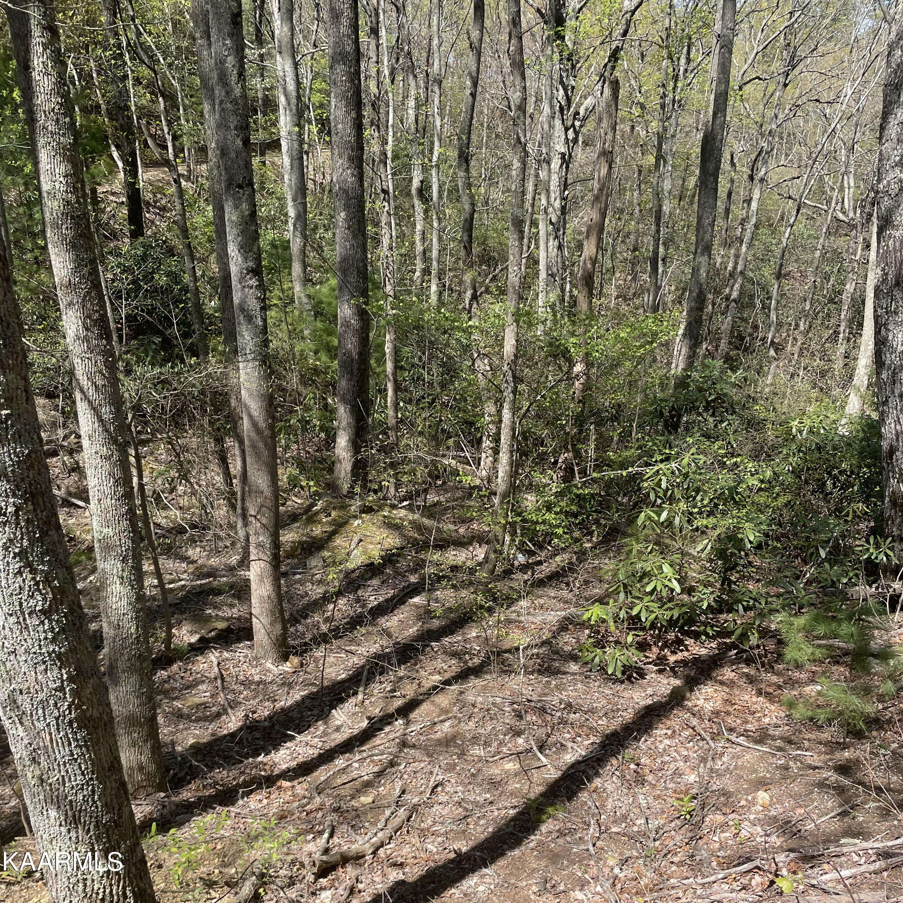 Tellico Plains, TN 37385,TBD Rivendell LN