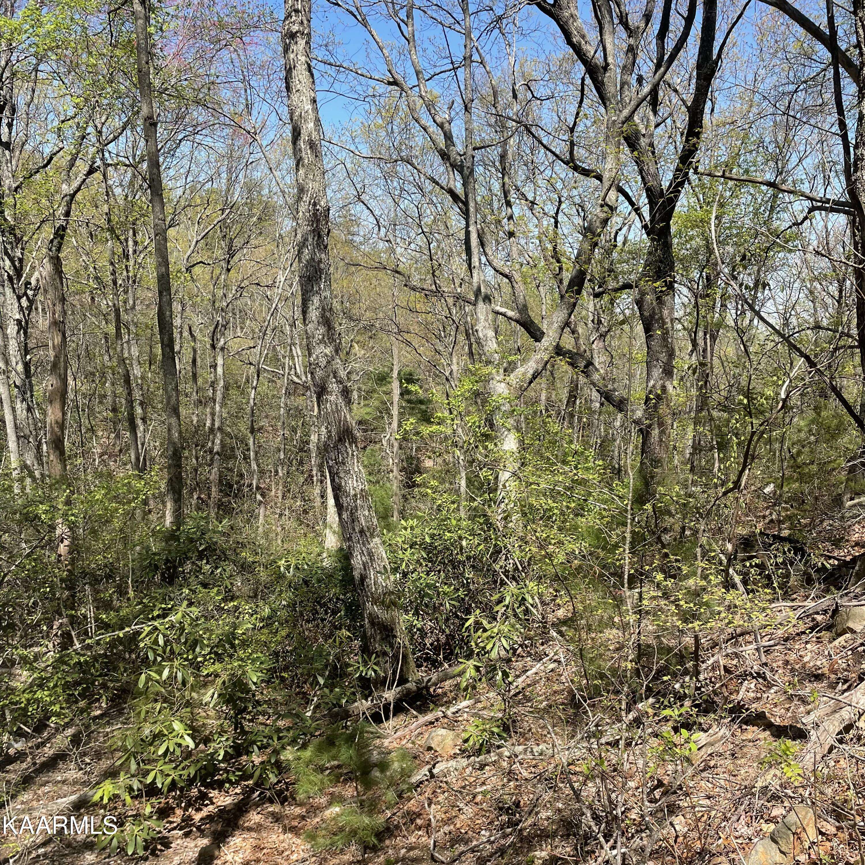 Tellico Plains, TN 37385,TBD Rivendell LN