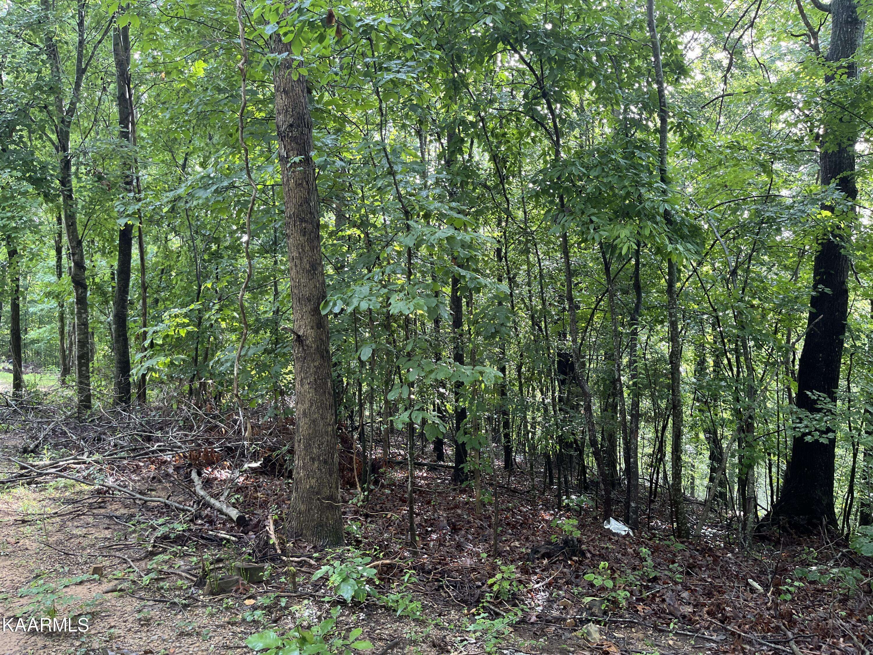 Bloomington Springs, TN 38545,3.64 AC Of Ellison Goolsby LN