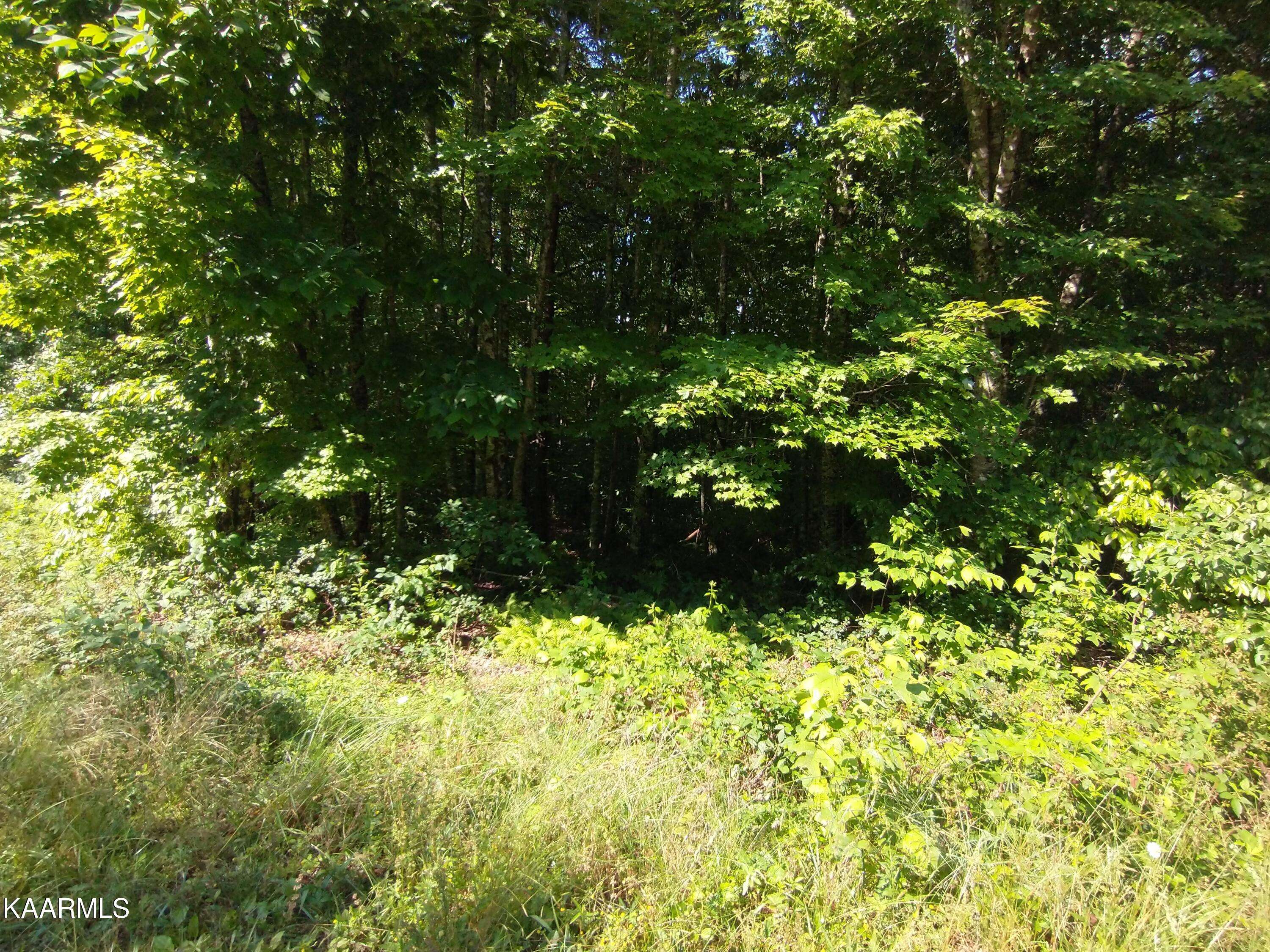 Sunbright, TN 37872,Crest View Drive (Lot #7)