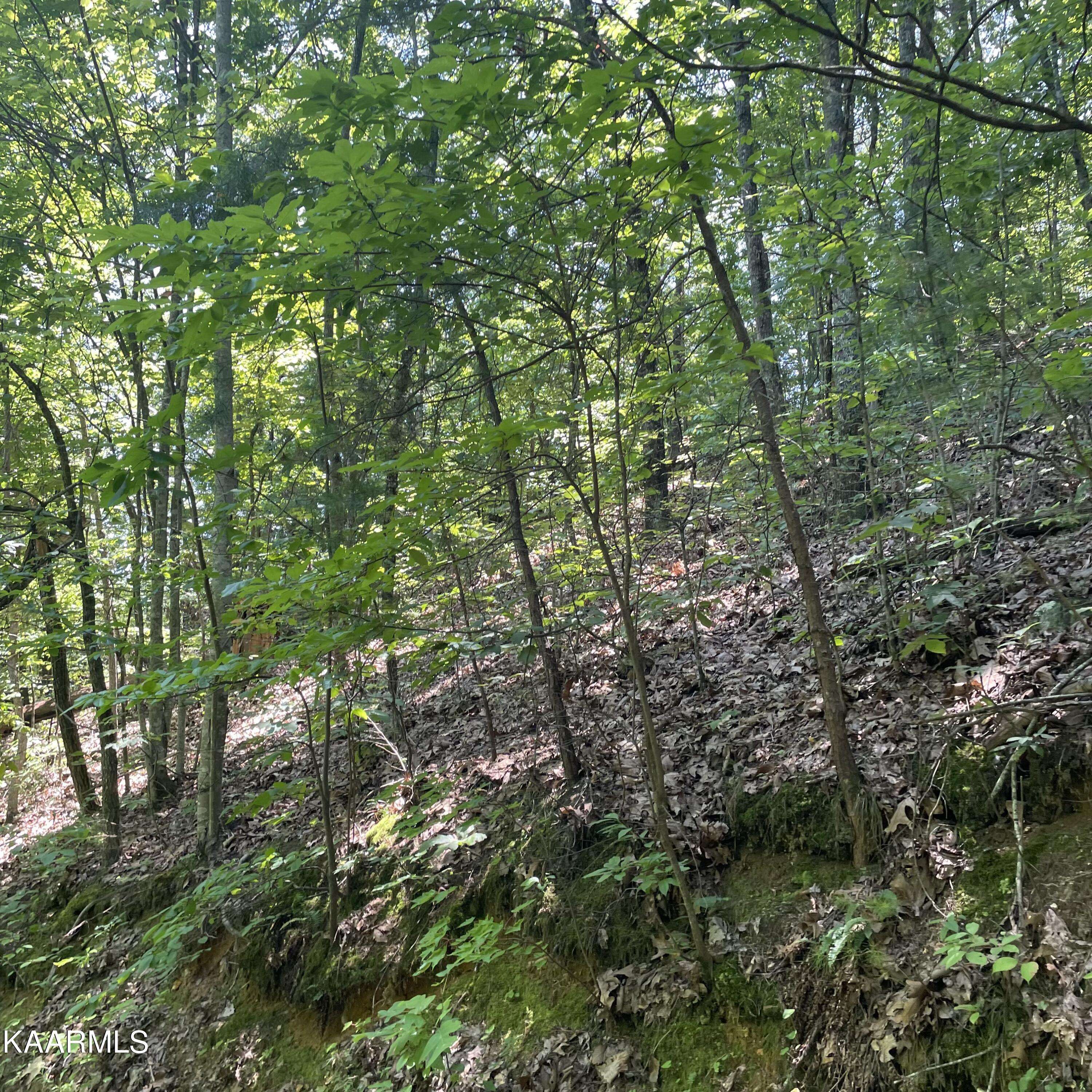 Tellico Plains, TN 37385,Lot 9 Indian Ridge DR