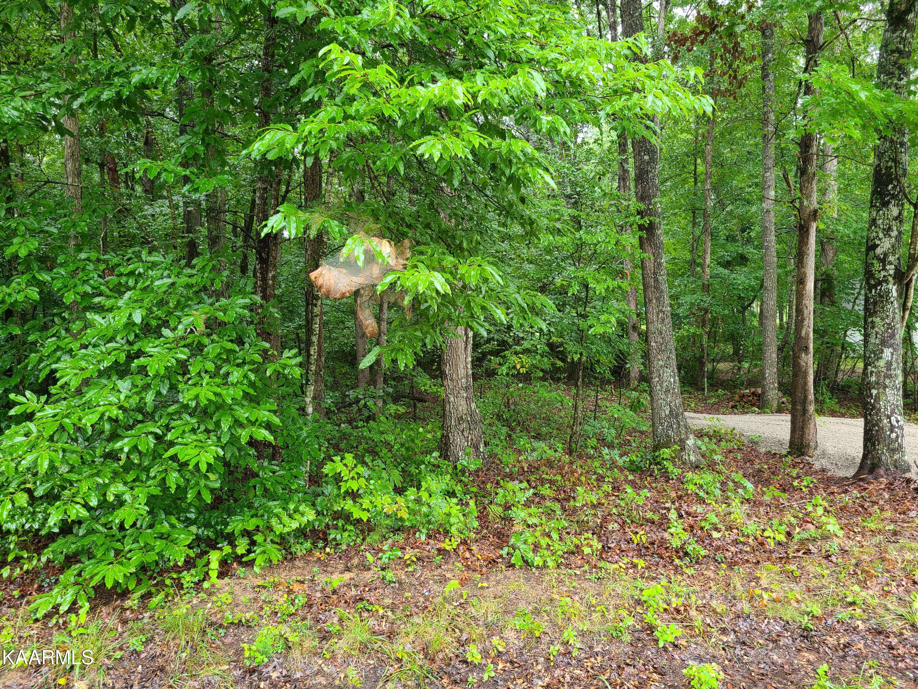 Jamestown, TN 38556,Trimmer Lane Lot # 12 LN