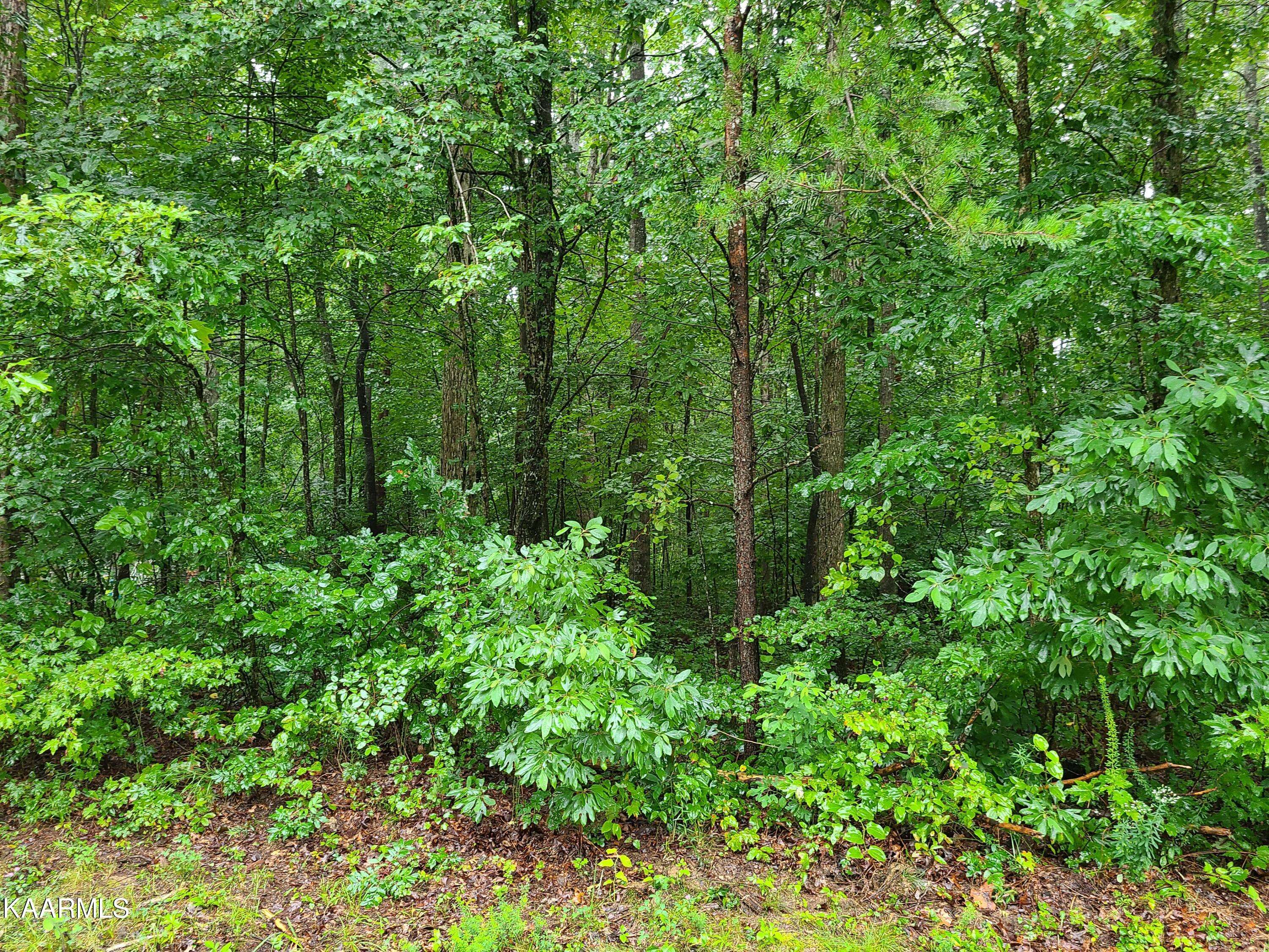 Jamestown, TN 38556,Trimmer Lane Lot # 12 LN