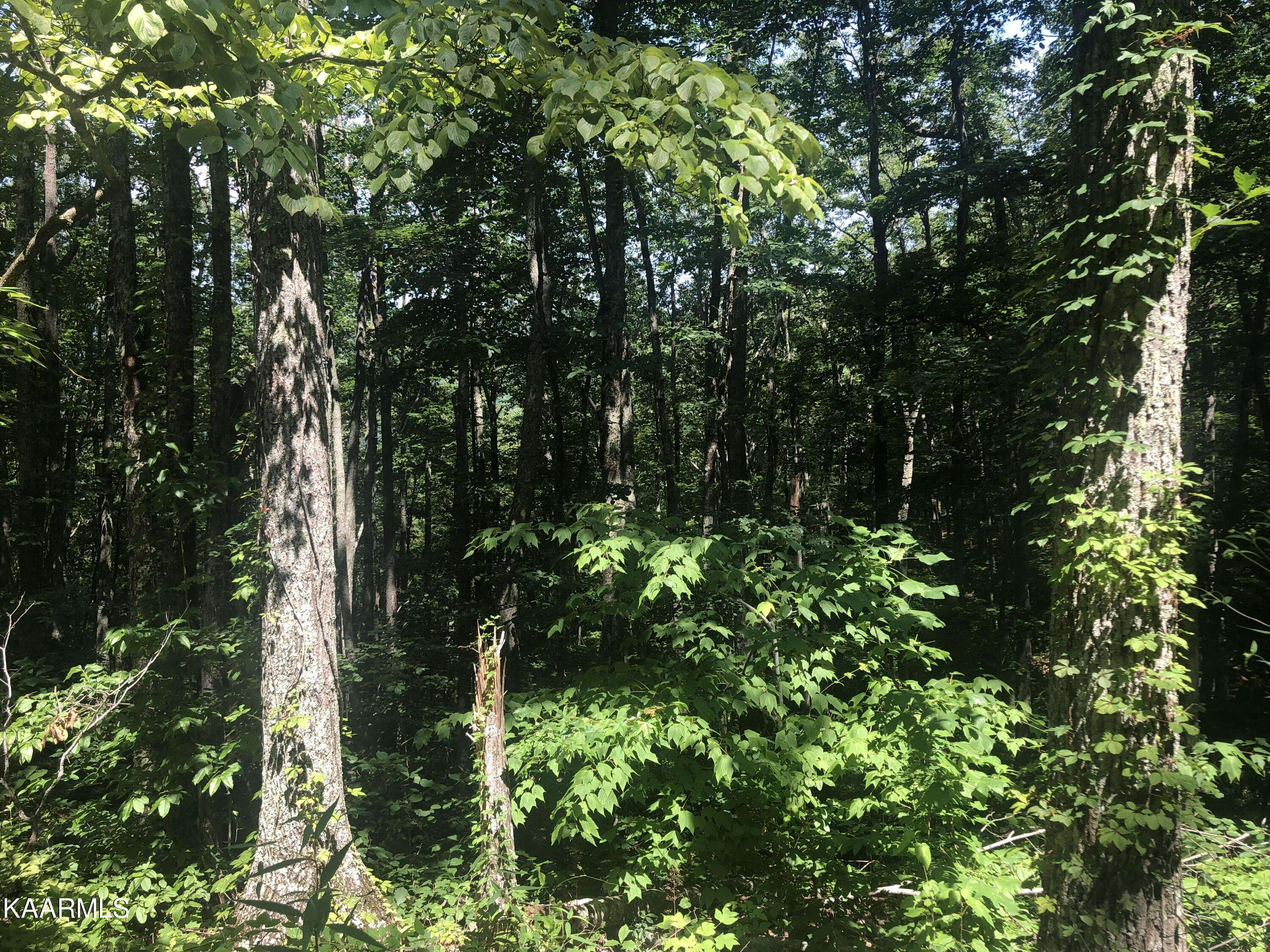 Sevierville, TN 37876,Lot 19 Low Sunset DR