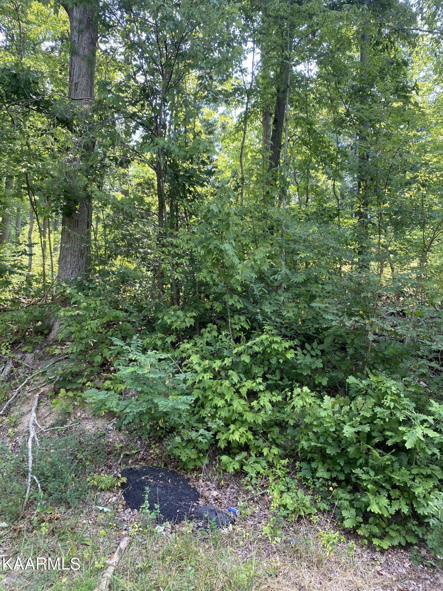 Jonesville, VA 24263,00 Cooney Hollow Rd