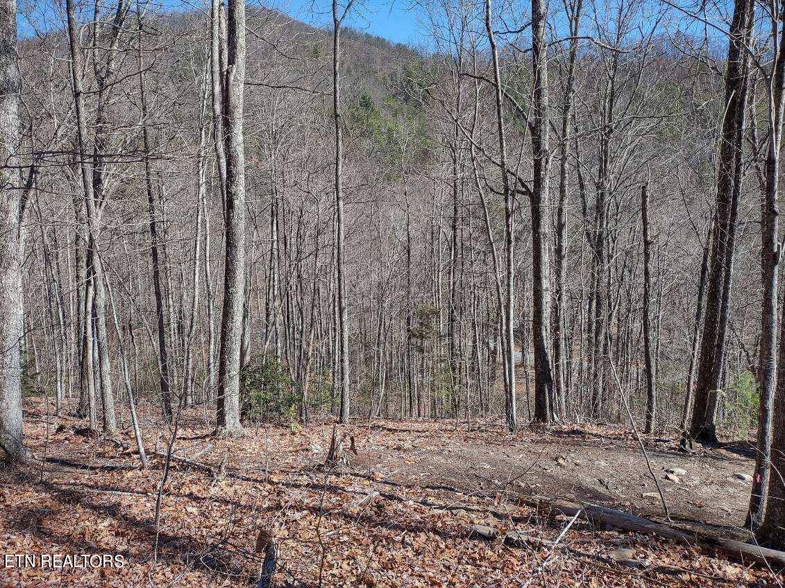 Sevierville, TN 37876,Lot 15 Hickory Tree St