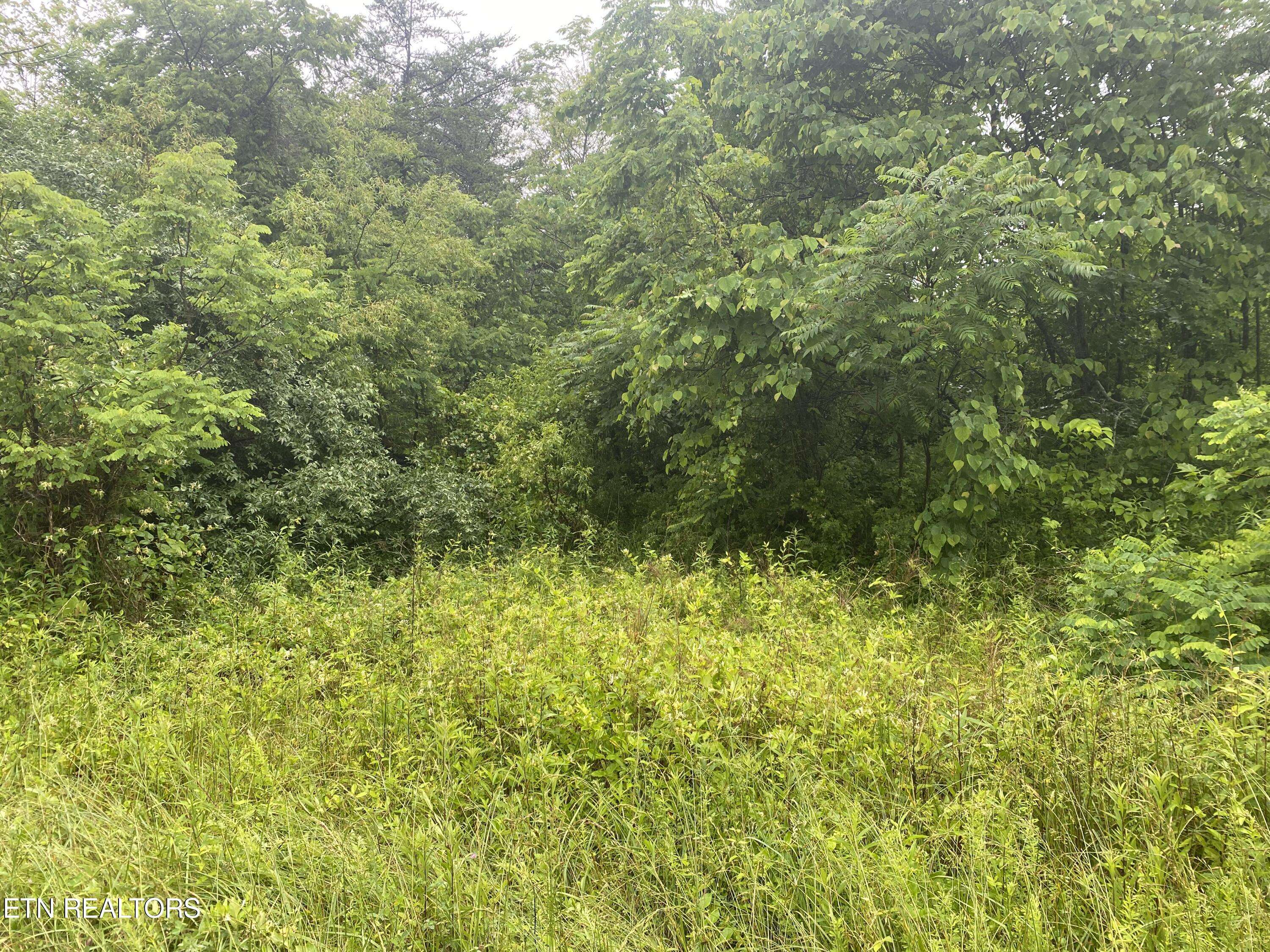 Oneida, TN 37841,LOT # 11 STANLEY CREEK  RD