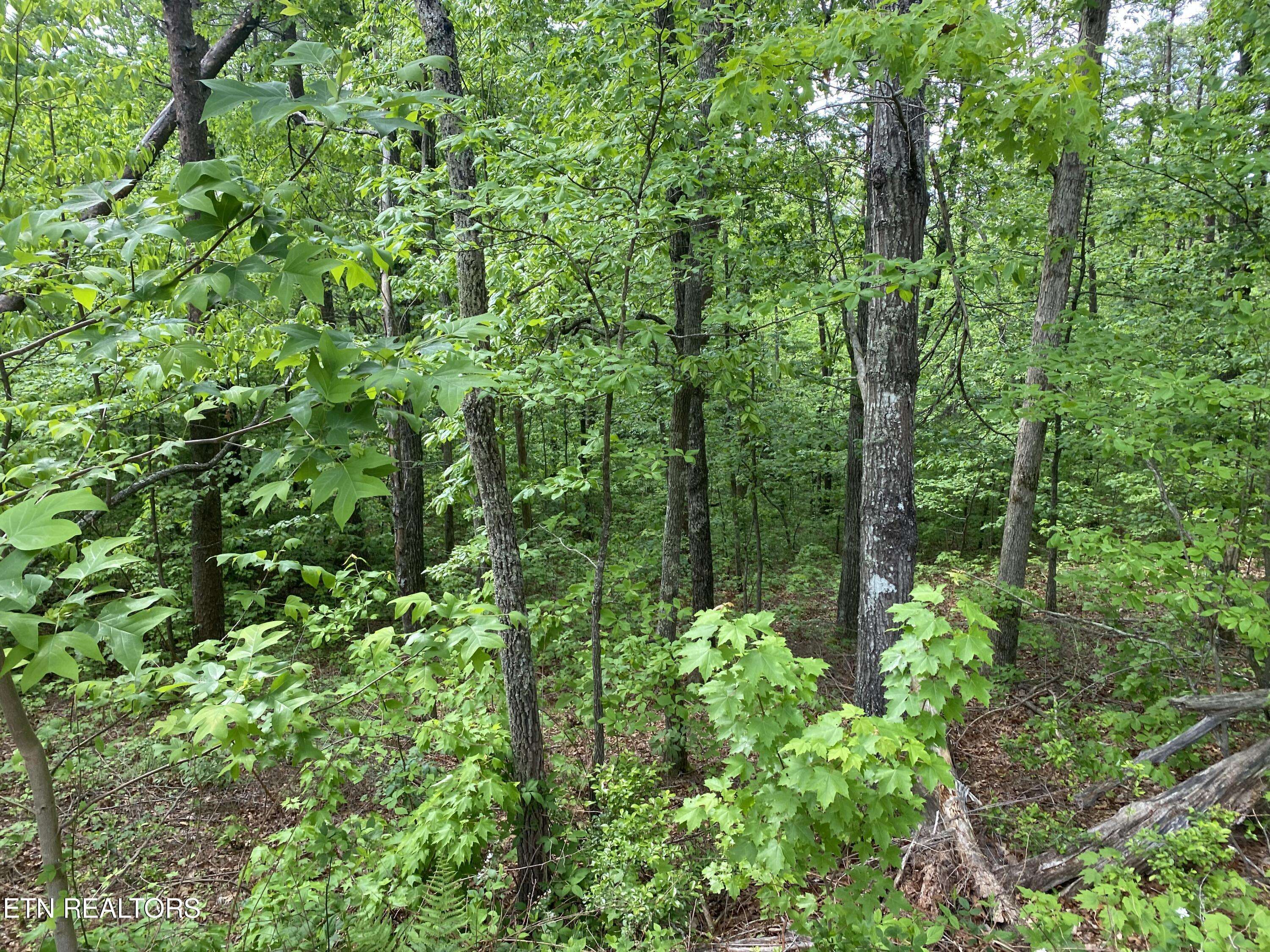 Tellico Plains, TN 37385,Indian Ridge Drive