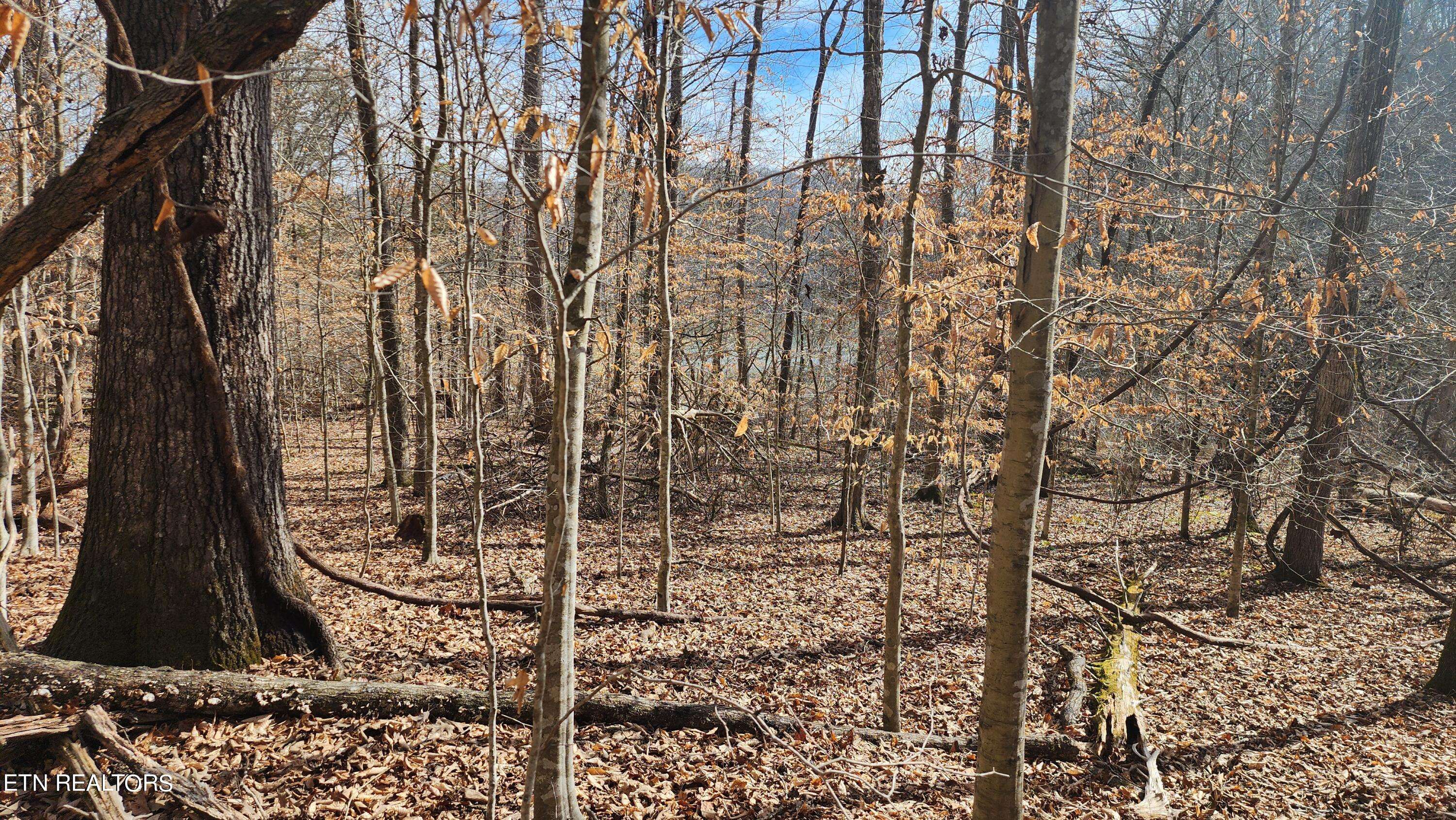 New Tazewell, TN 37825,312 Lot Bluff View Rd