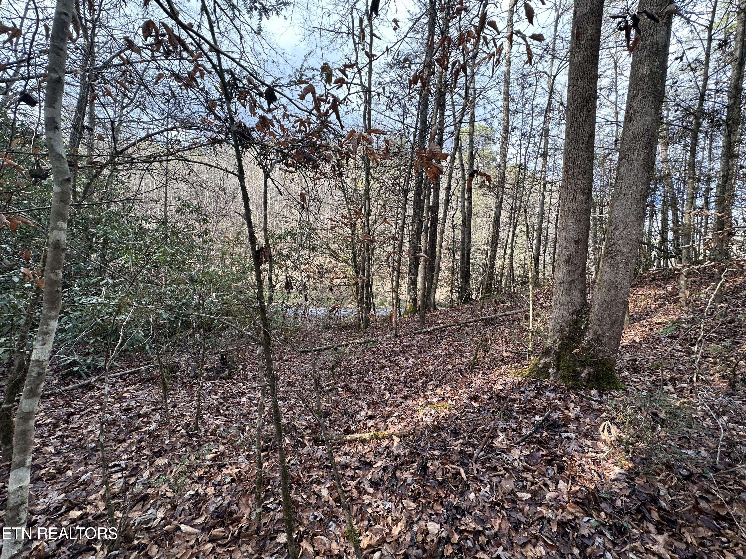 Cosby, TN 37722,Little Bear Trail WAY