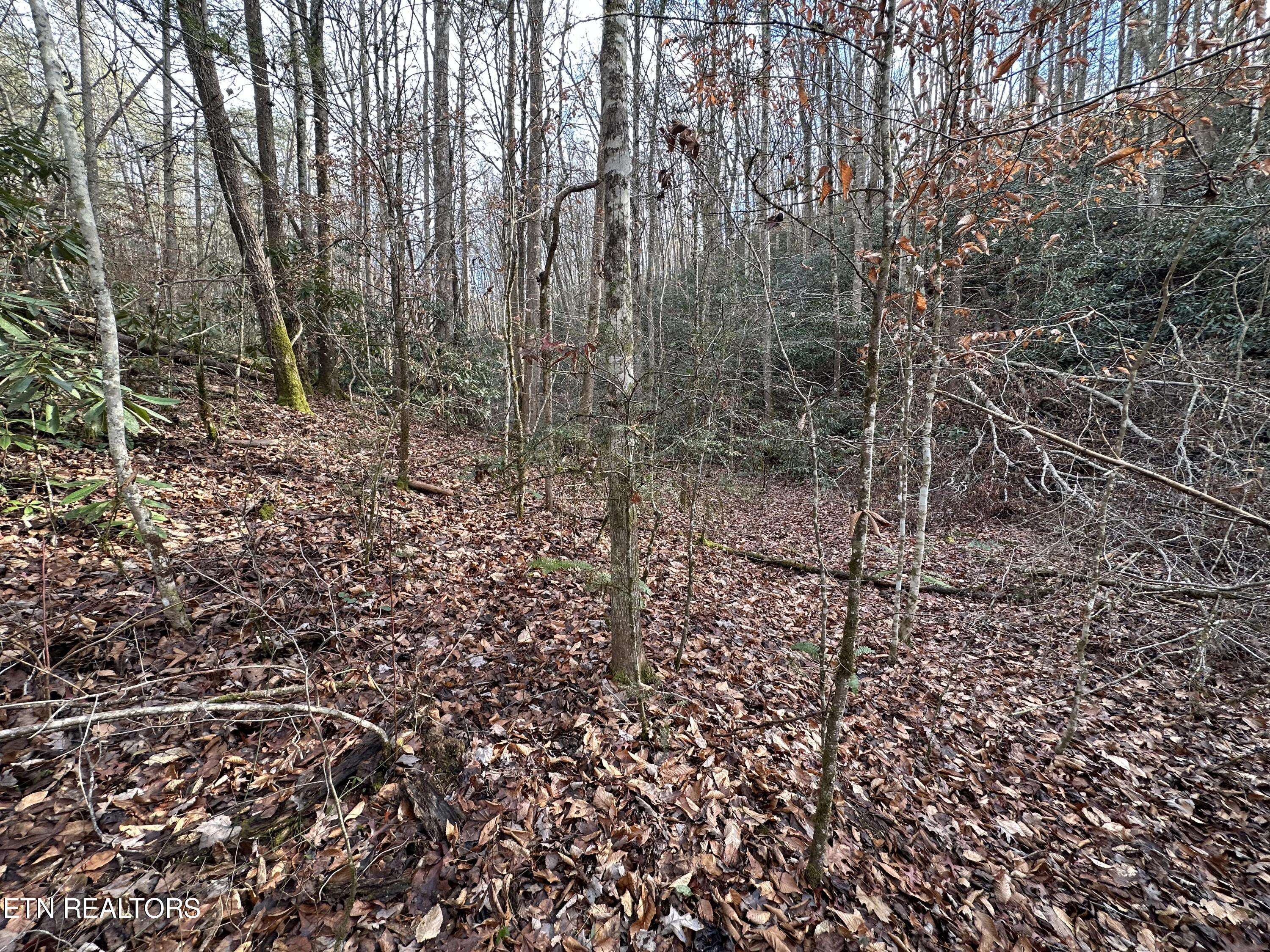 Cosby, TN 37722,Little Bear Trail WAY