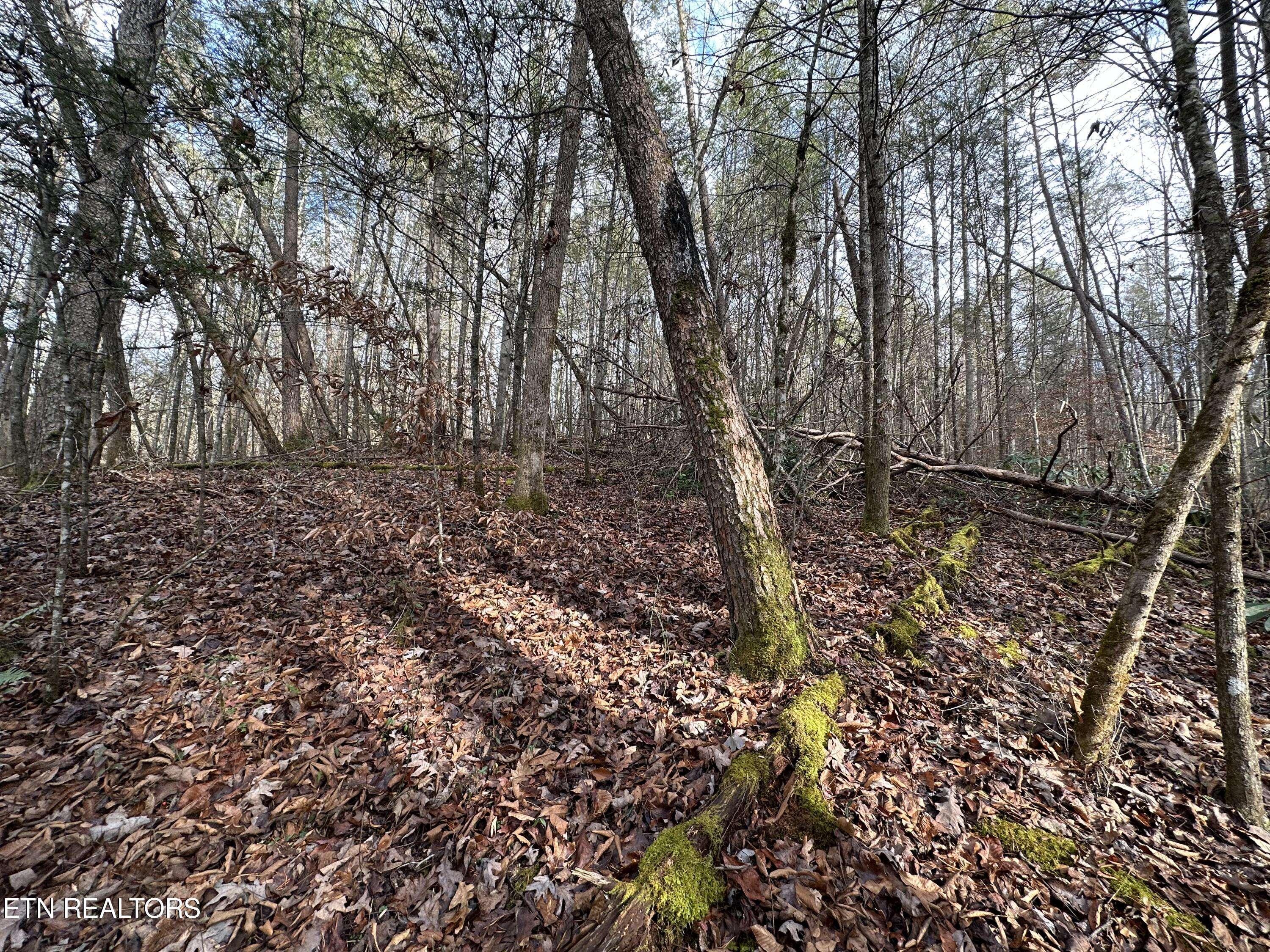 Cosby, TN 37722,Little Bear Trail WAY