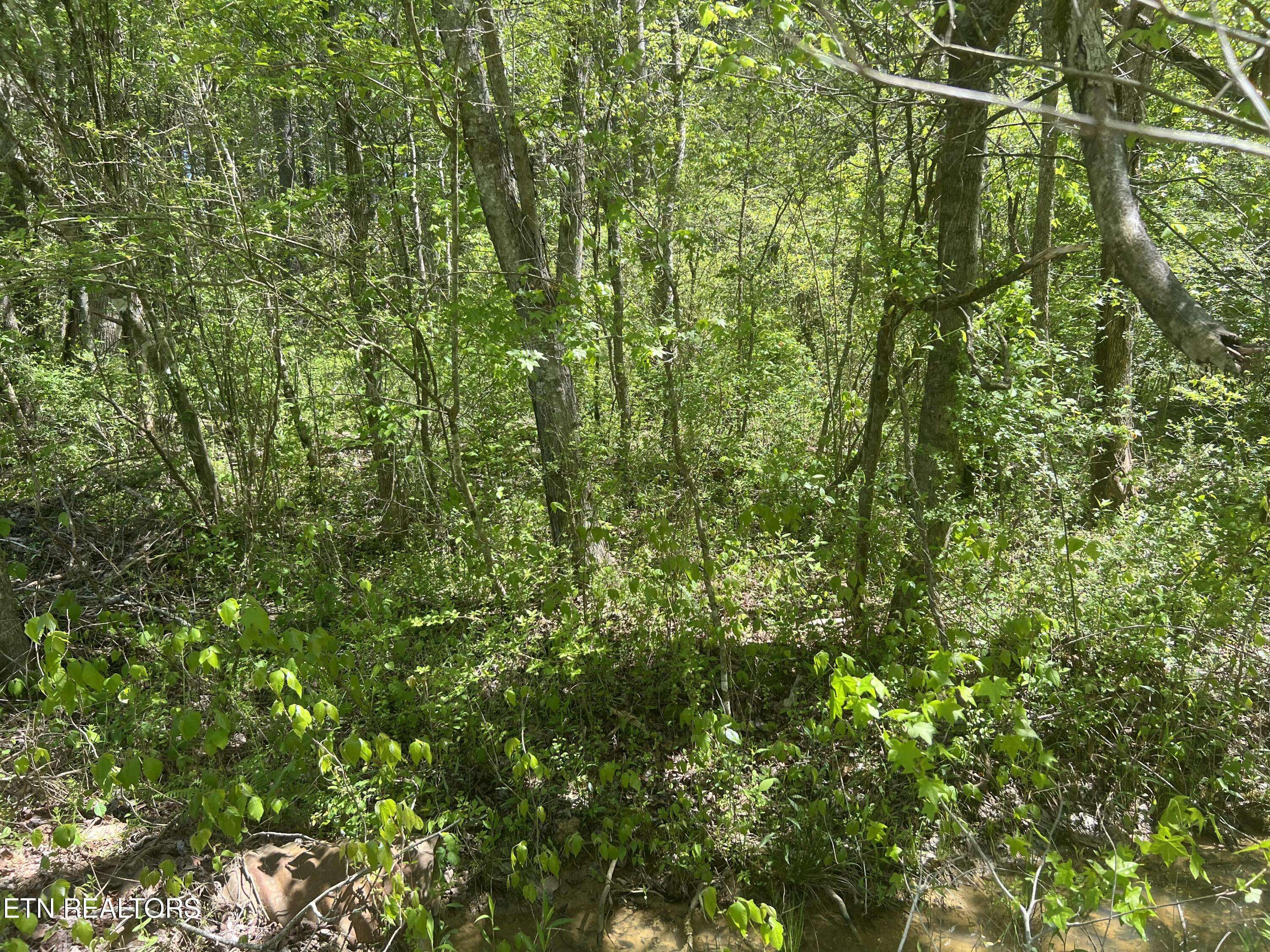 Tellico Plains, TN 37385,Dunn Rd