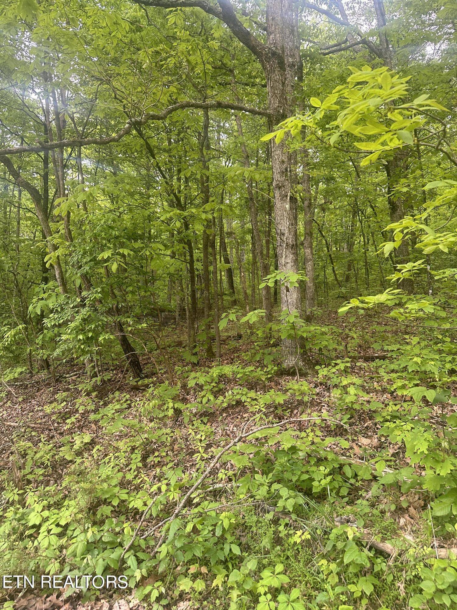 Crab Orchard, TN 37723,Applewood DR