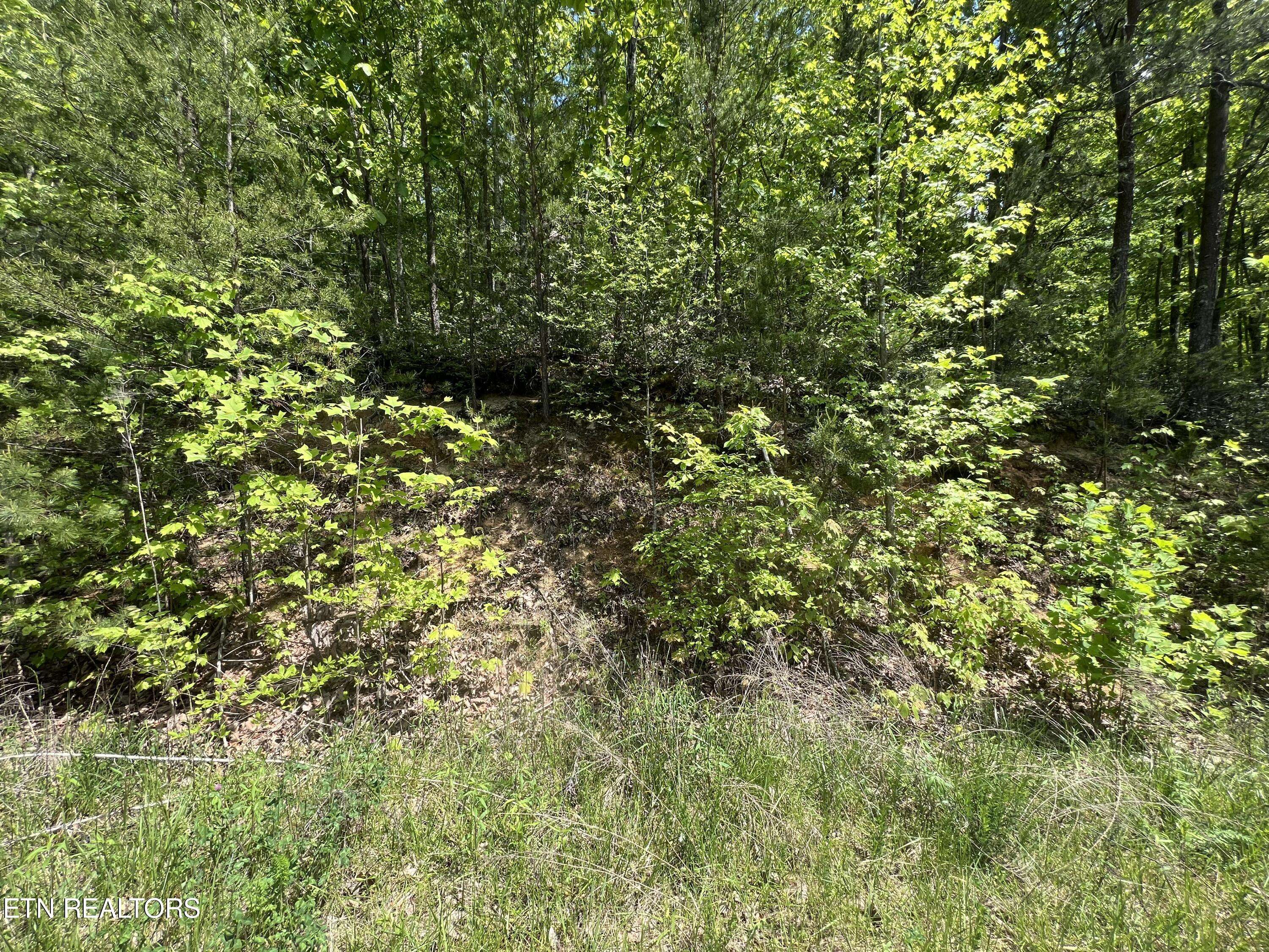 Sevierville, TN 37876,Lot 81 Yellowwod DR