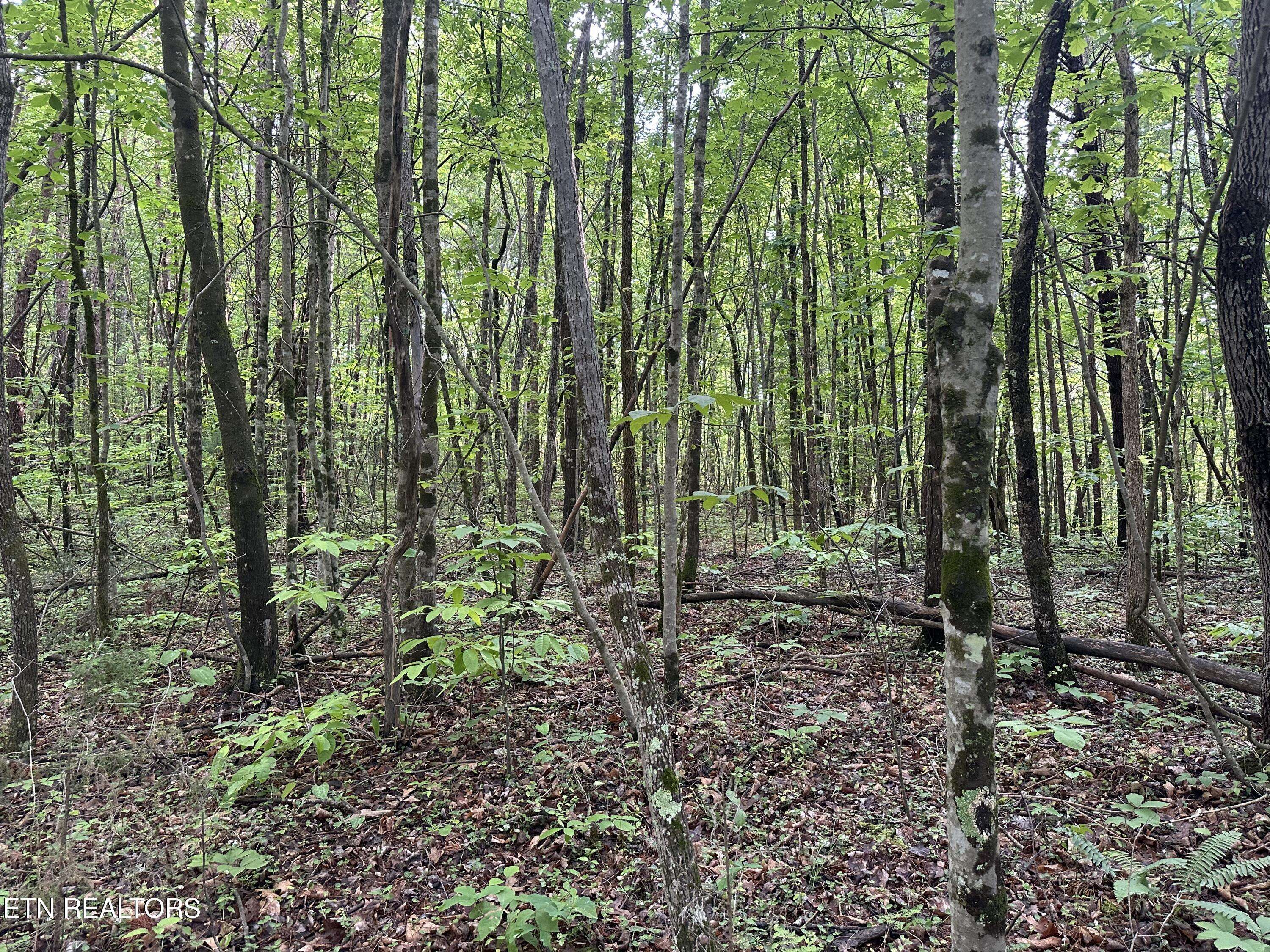 Tellico Plains, TN 37385,2 Acres - Unrestricted Land - Graves Rd