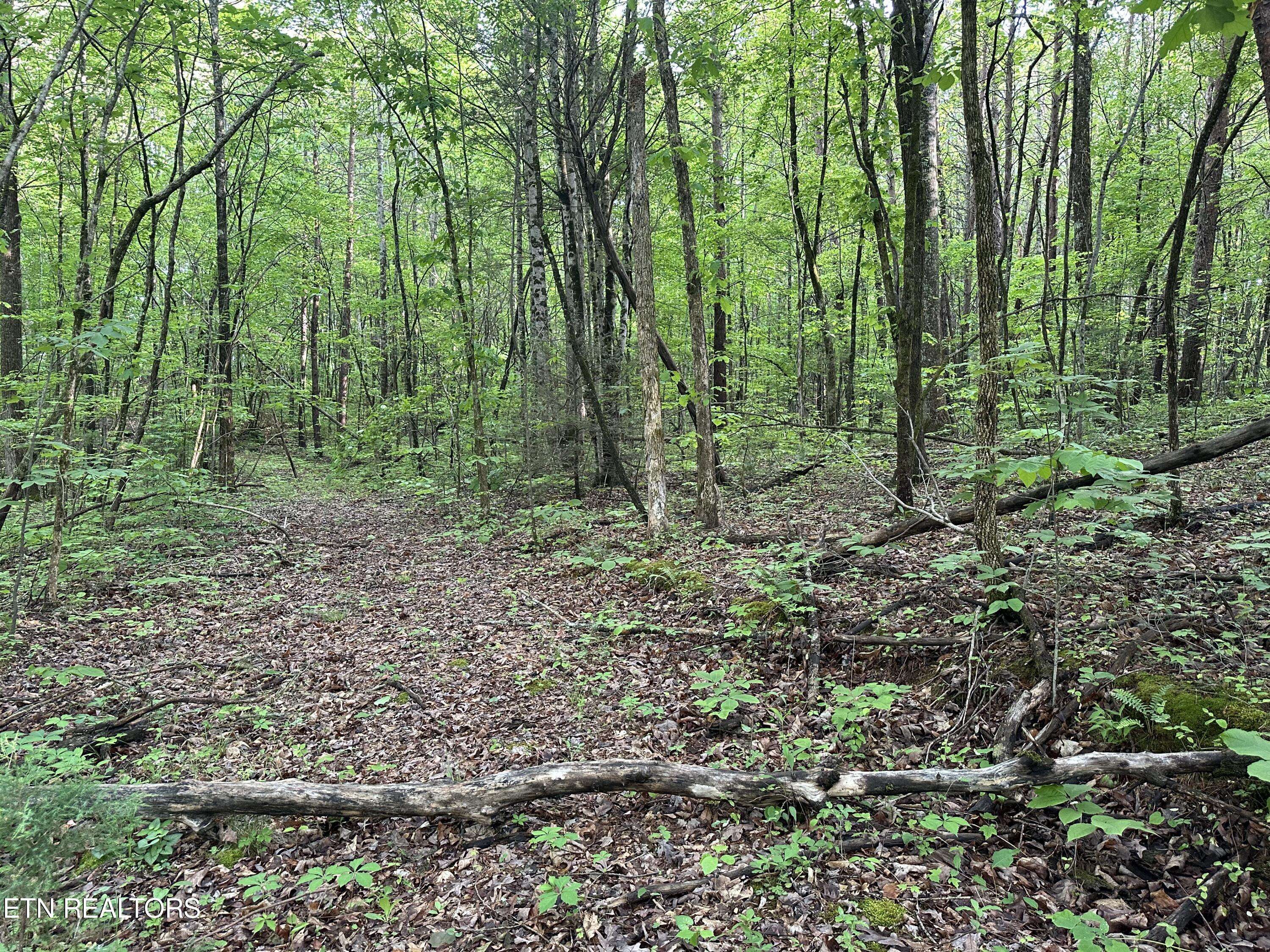 Tellico Plains, TN 37385,2 Acres - Unrestricted Land - Graves Rd