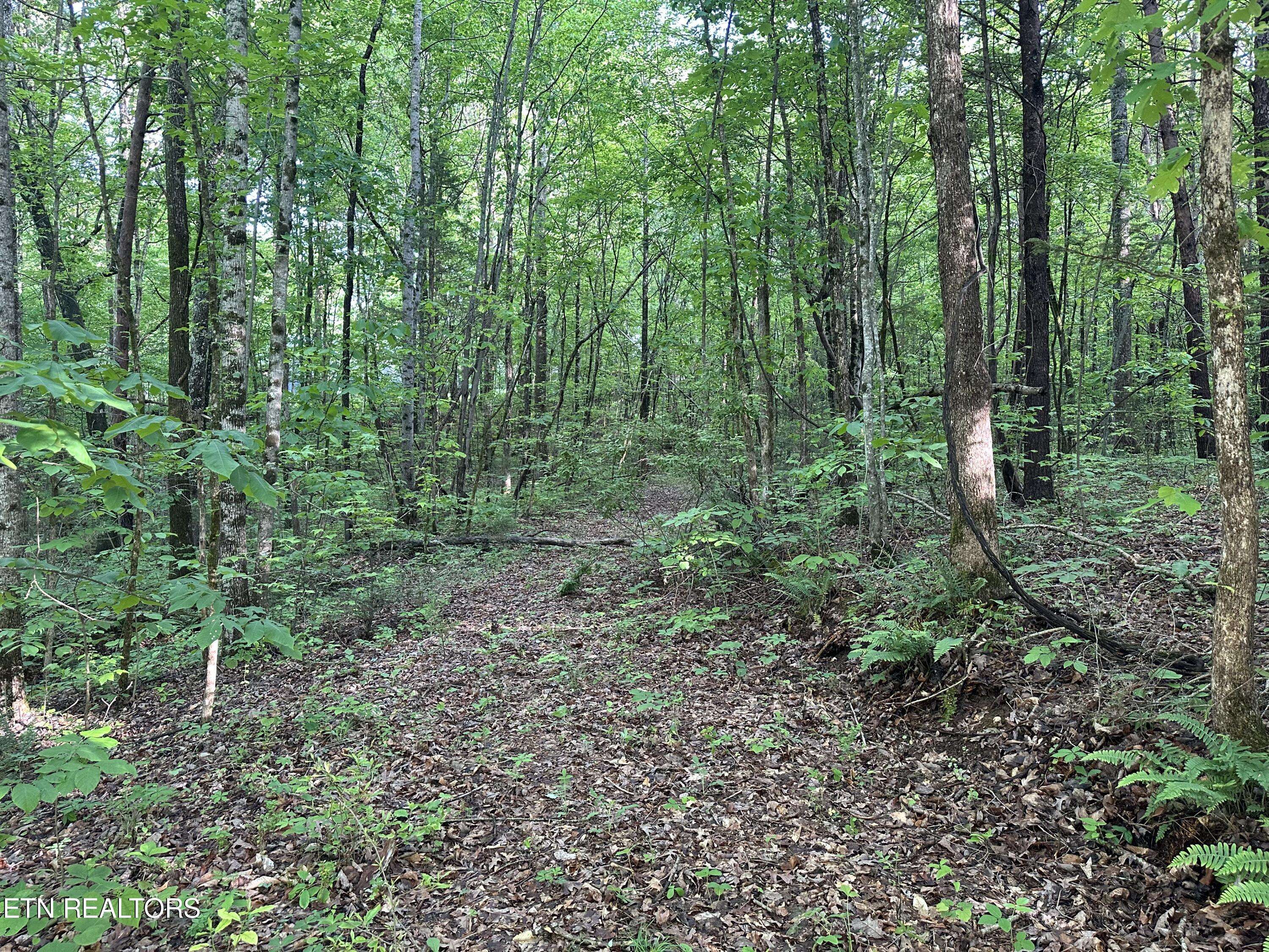 Tellico Plains, TN 37385,2 Acres - Unrestricted Land - Graves Rd