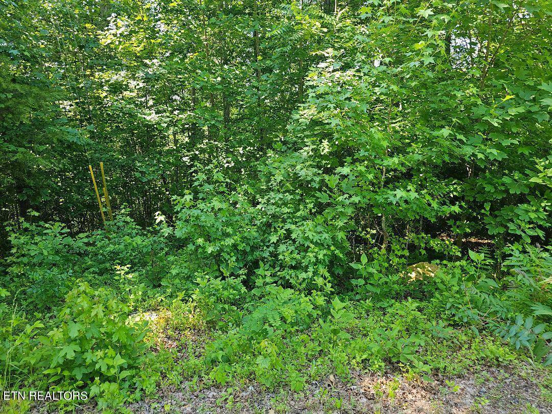 Caryville, TN 37714,Cheri Lane Lot 63