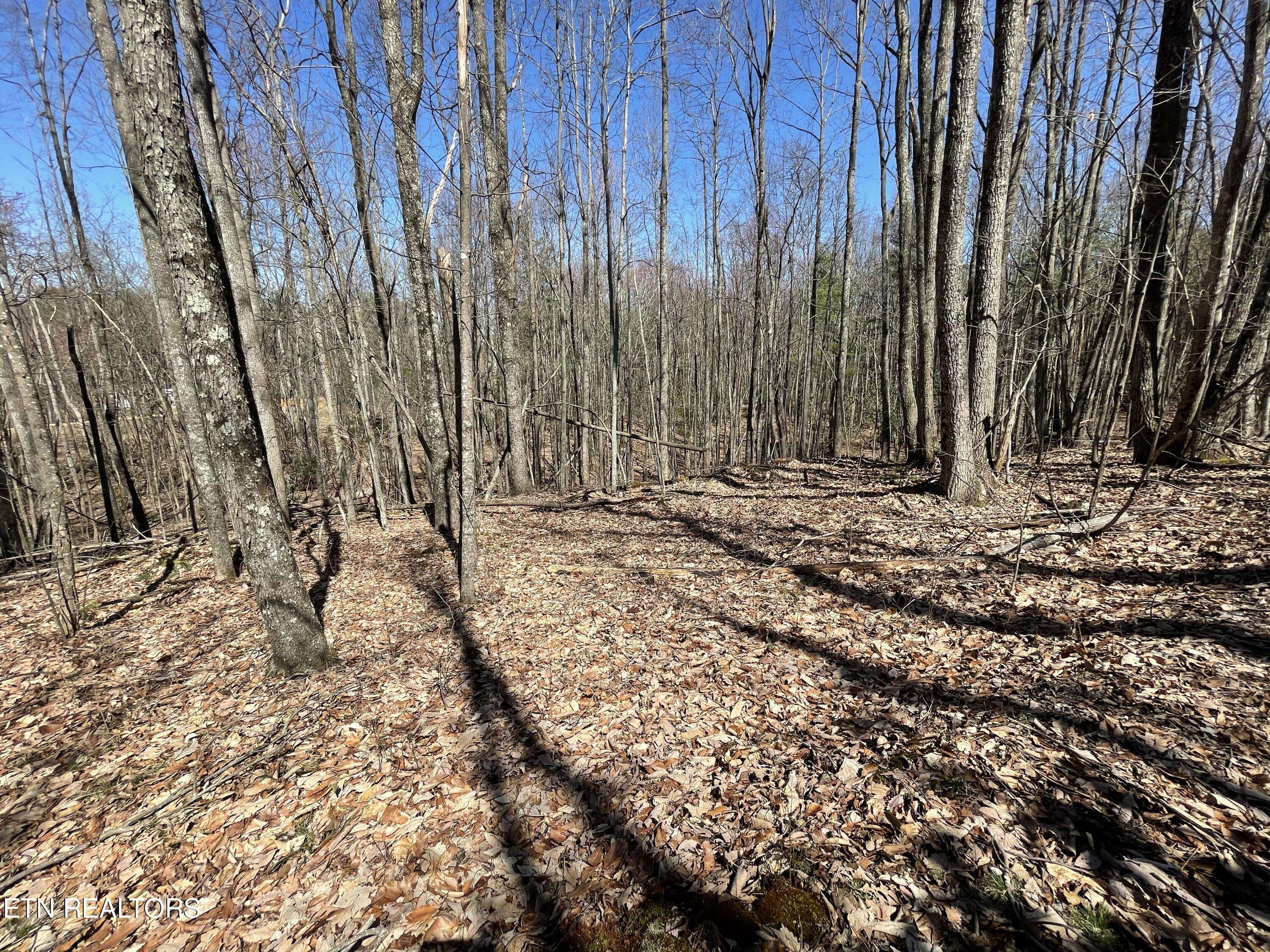 Parrottsville, TN 37843,9.62 Acres Lighten Rd