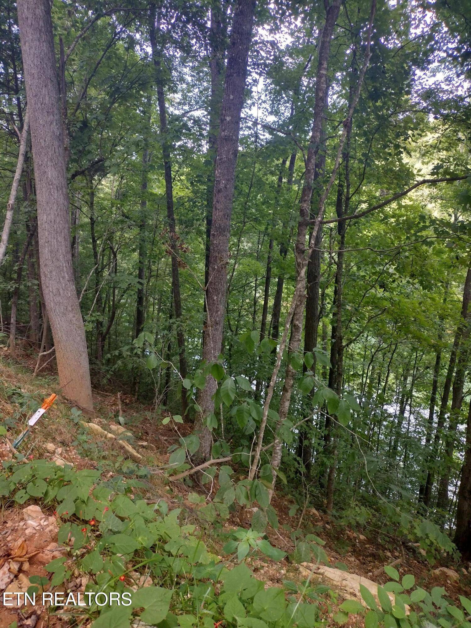 Maynardville, TN 37807,LOT 32 Jessee Rd