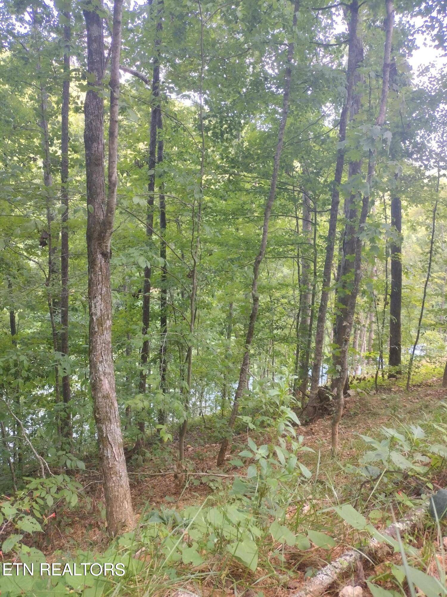 Maynardville, TN 37807,LOT 32 Jessee Rd