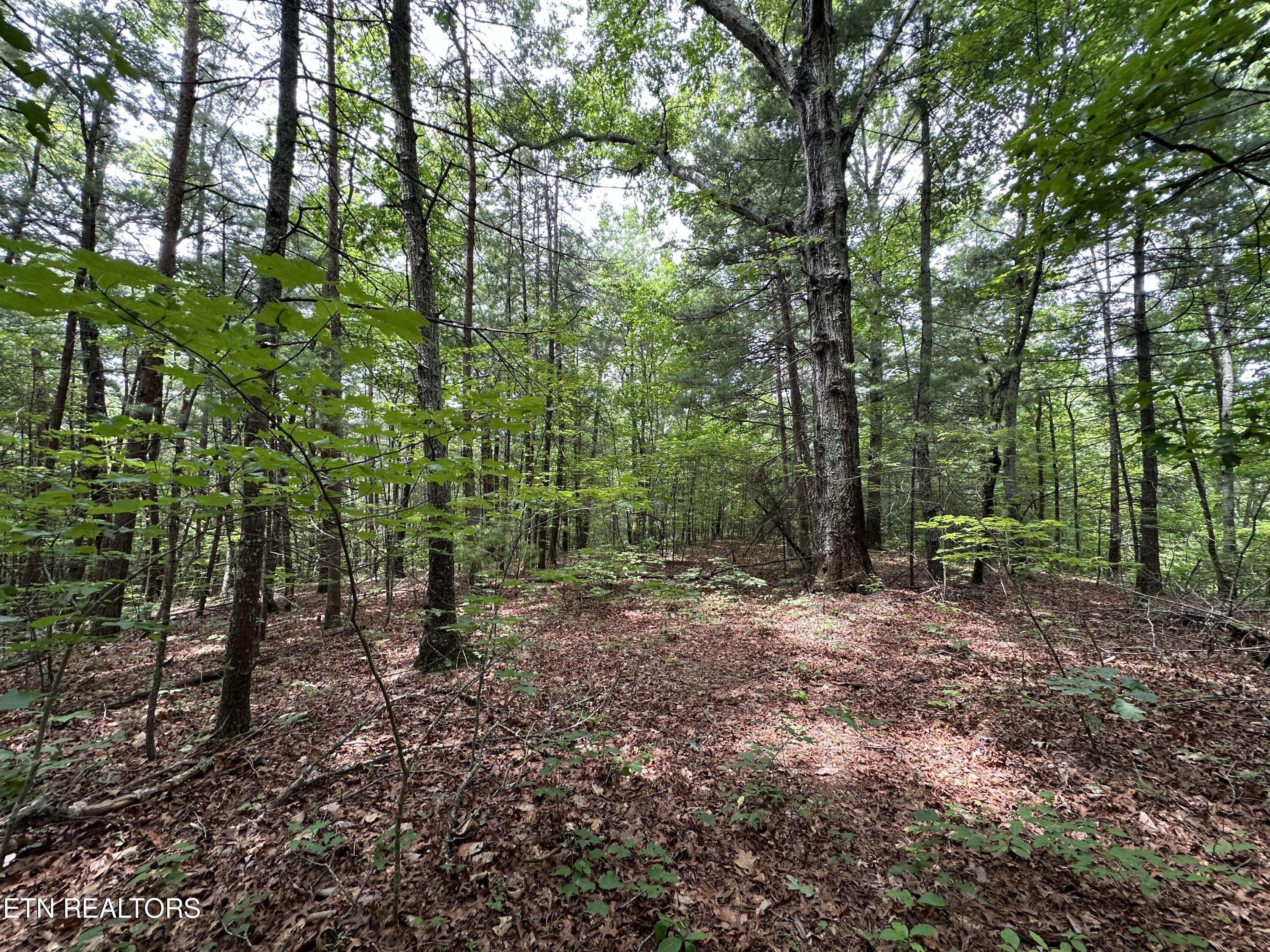 Tellico Plains, TN 37385,000 Towee Falls Rd