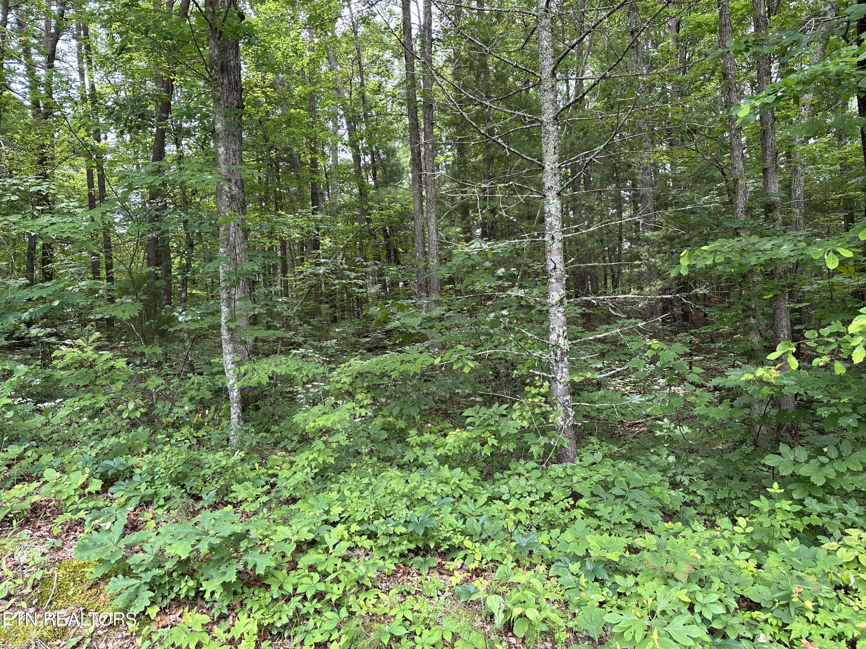 Tellico Plains, TN 37385,000 Towee Falls Rd