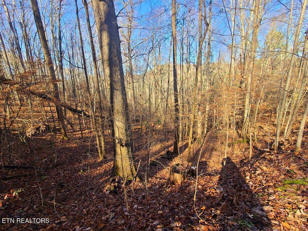Sevierville, TN 37862,Lot 26 Walden Cove WAY