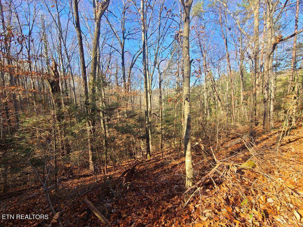 Sevierville, TN 37862,Lot 26 Walden Cove WAY